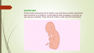 NOVENO MES
El feto recibe anticuerpos de la madre y sus pulmones ya están preparados
para funcionar en el exterior. La piel deja de estar arrugada y el lanugo se
cae casi por completo. Pesa cerca de 3 kilos y mide unos 50 centímetros
 