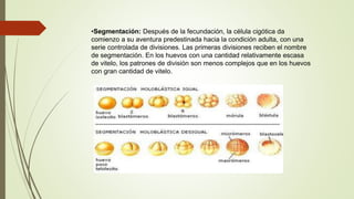 •Segmentación: Después de la fecundación, la célula cigótica da
comienzo a su aventura predestinada hacia la condición adulta, con una
serie controlada de divisiones. Las primeras divisiones reciben el nombre
de segmentación. En los huevos con una cantidad relativamente escasa
de vitelo, los patrones de división son menos complejos que en los huevos
con gran cantidad de vitelo.
 