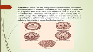 •Blastulación: ocurren una serie de migraciones y reordenamientos celulares que
transforman la blástula esférica en un cáliz con dos capas, la gástrula. Esta se forma
por invaginación de las células en un punto determinado hasta que llegan al lado
opuesto formado de esta manera un tubo hueco que va de un extremo a otro del
embrión. La capa externa de la gástrula se convierte en el ectodermo, del cual se
originan la piel y el tejido nervioso. La capa interna de células se convertirán en el
endodermo que recubrirá el aparato digestivo internamente.
 