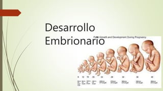 Desarrollo
Embrionario
 