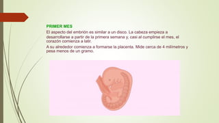 PRIMER MES
El aspecto del embrión es similar a un disco. La cabeza empieza a
desarrollarse a partir de la primera semana y, casi al cumplirse el mes, el
corazón comienza a latir.
A su alrededor comienza a formarse la placenta. Mide cerca de 4 milímetros y
pesa menos de un gramo.
 