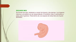 SEGUNDO MES
Se forman los ojos, empiezan a crecer los brazos y las piernas. Los órganos
internos y el cerebro se van desarrollando. El embrión mide 3 centímetros y
pesa unos 3 gramos. Flota dentro de una especie de bolsa llena de líquido
amniótico
 