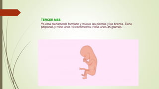 TERCER MES
Ya está plenamente formado y mueve las piernas y los brazos. Tiene
párpados y mide unos 10 centímetros. Pesa unos 45 gramos.
 
