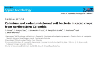 Investigaciones sobre Cadmio en el Cacao Colombiano
