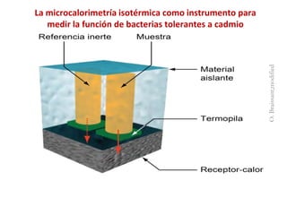 Investigaciones sobre Cadmio en el Cacao Colombiano