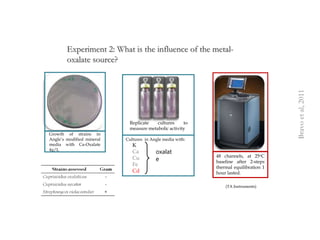 Investigaciones sobre Cadmio en el Cacao Colombiano