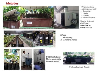 Investigaciones sobre Cadmio en el Cacao Colombiano