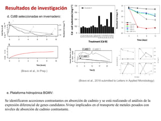 Investigaciones sobre Cadmio en el Cacao Colombiano