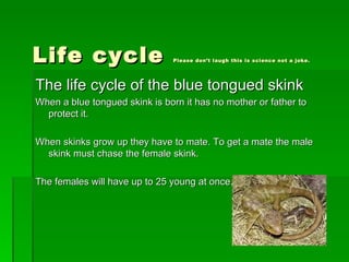 Daniel bullman the amazing blue tongued skink | PPT