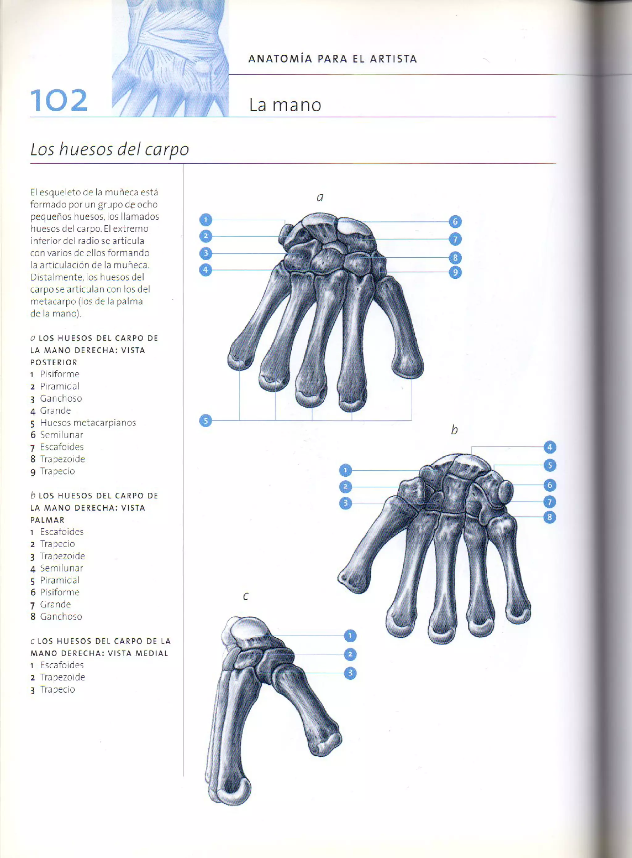 (Daniel carter) anatomia para el artista