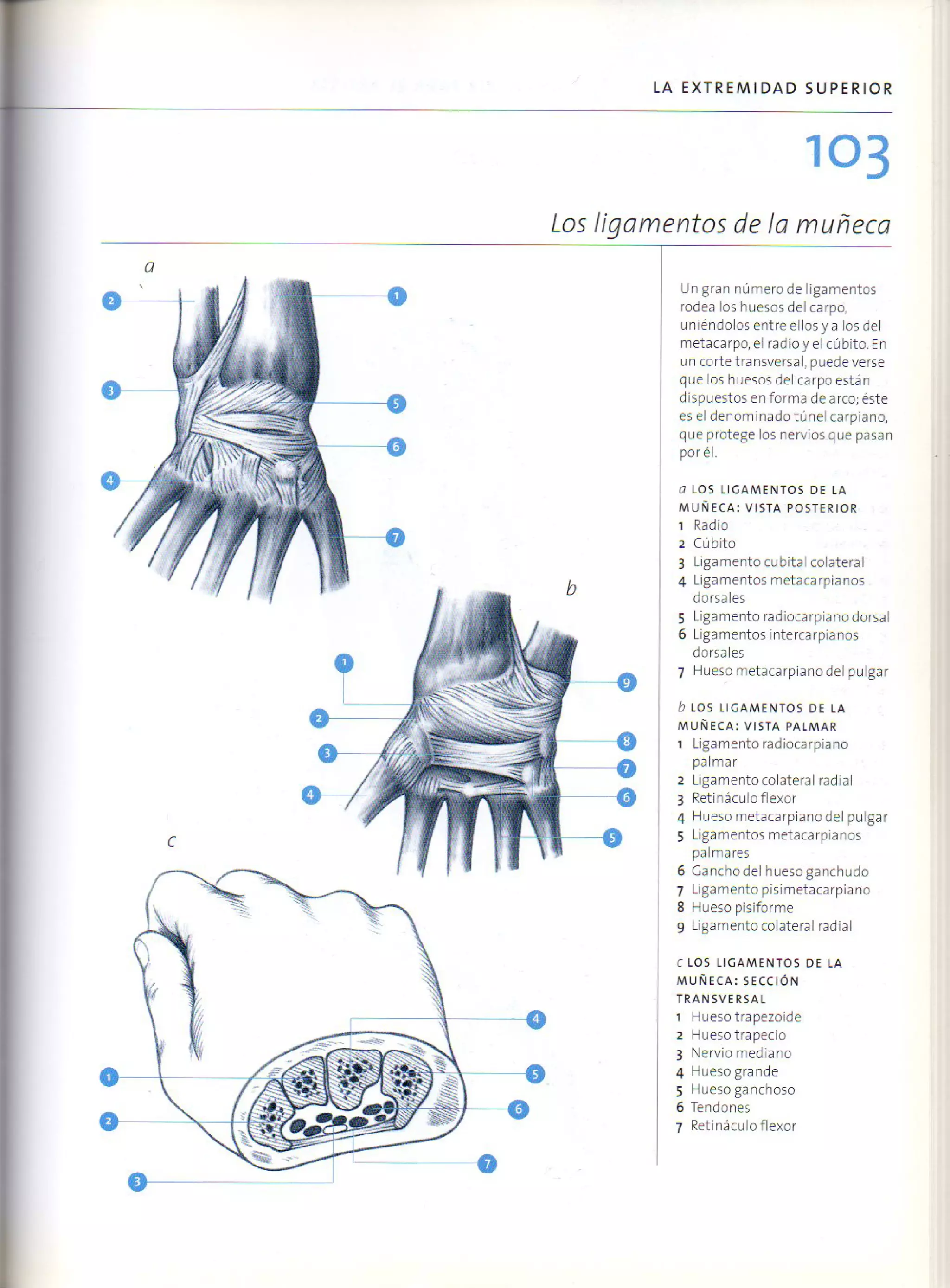 (Daniel carter) anatomia para el artista