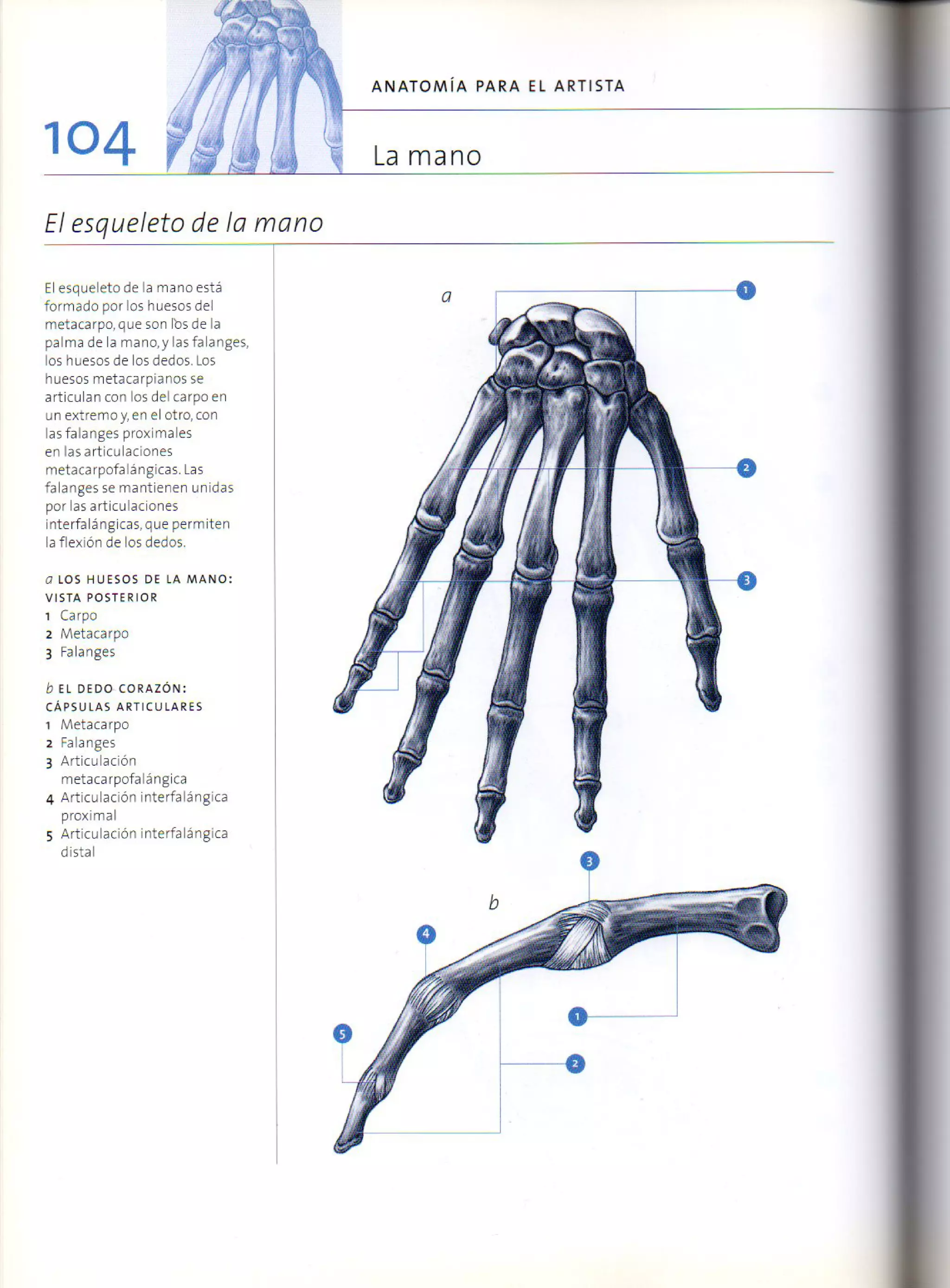 (Daniel carter) anatomia para el artista