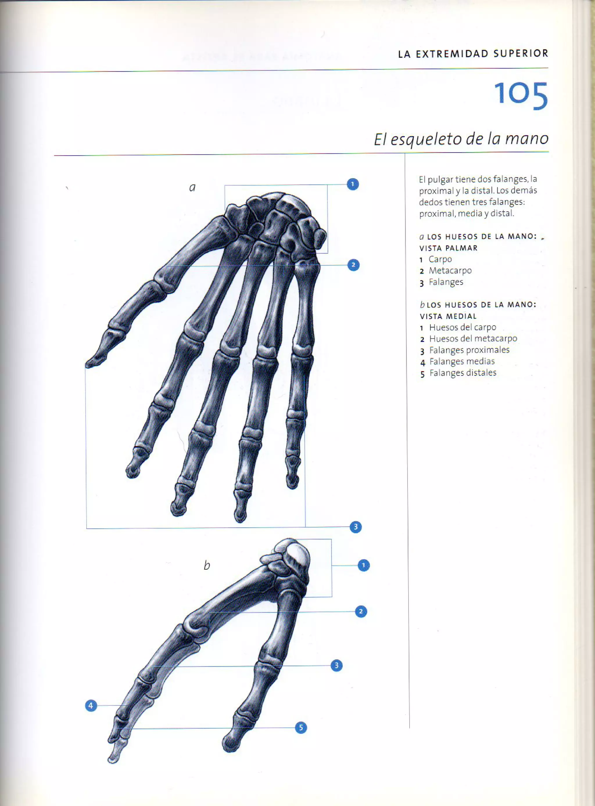 (Daniel carter) anatomia para el artista