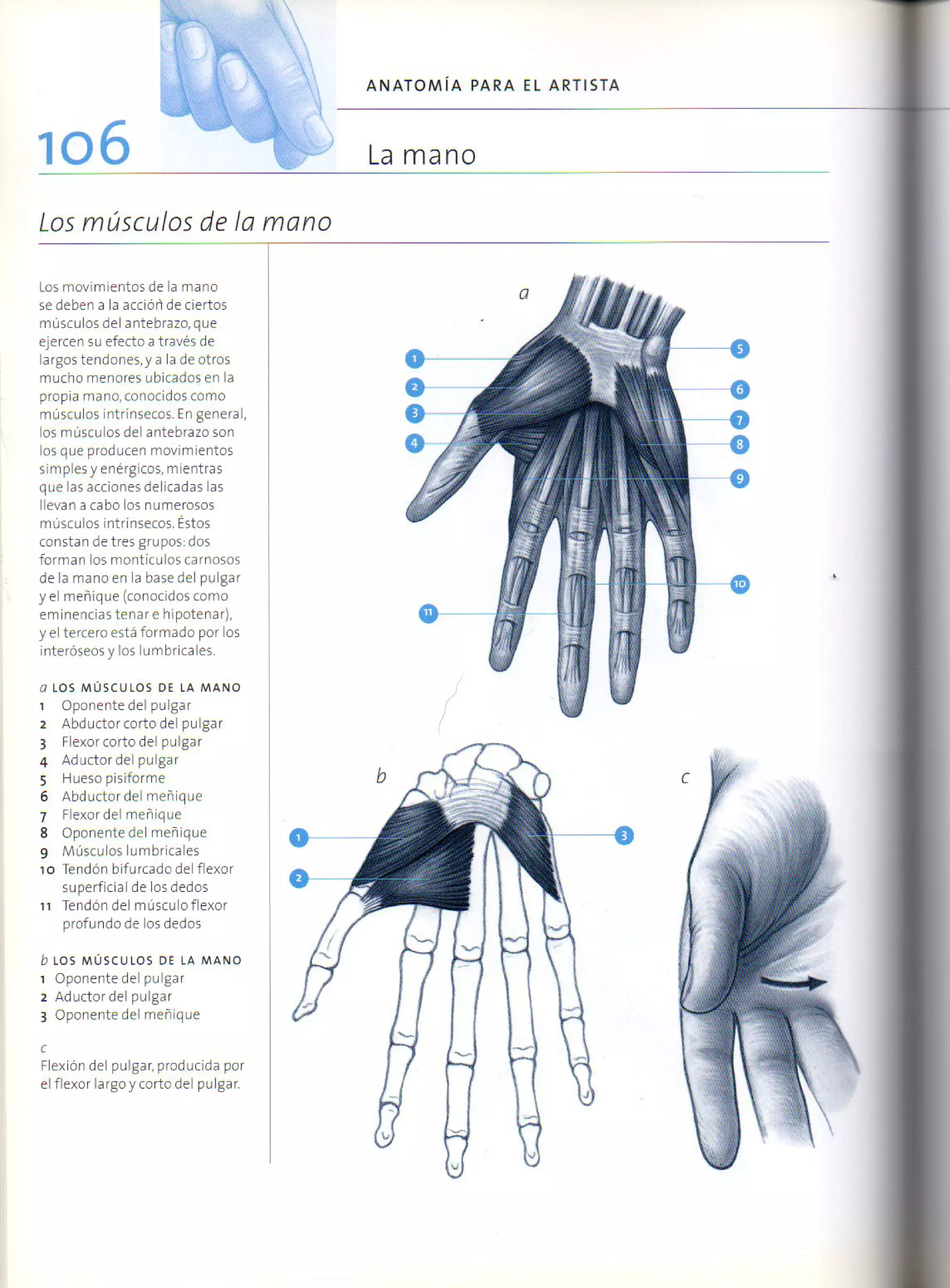 (Daniel carter) anatomia para el artista