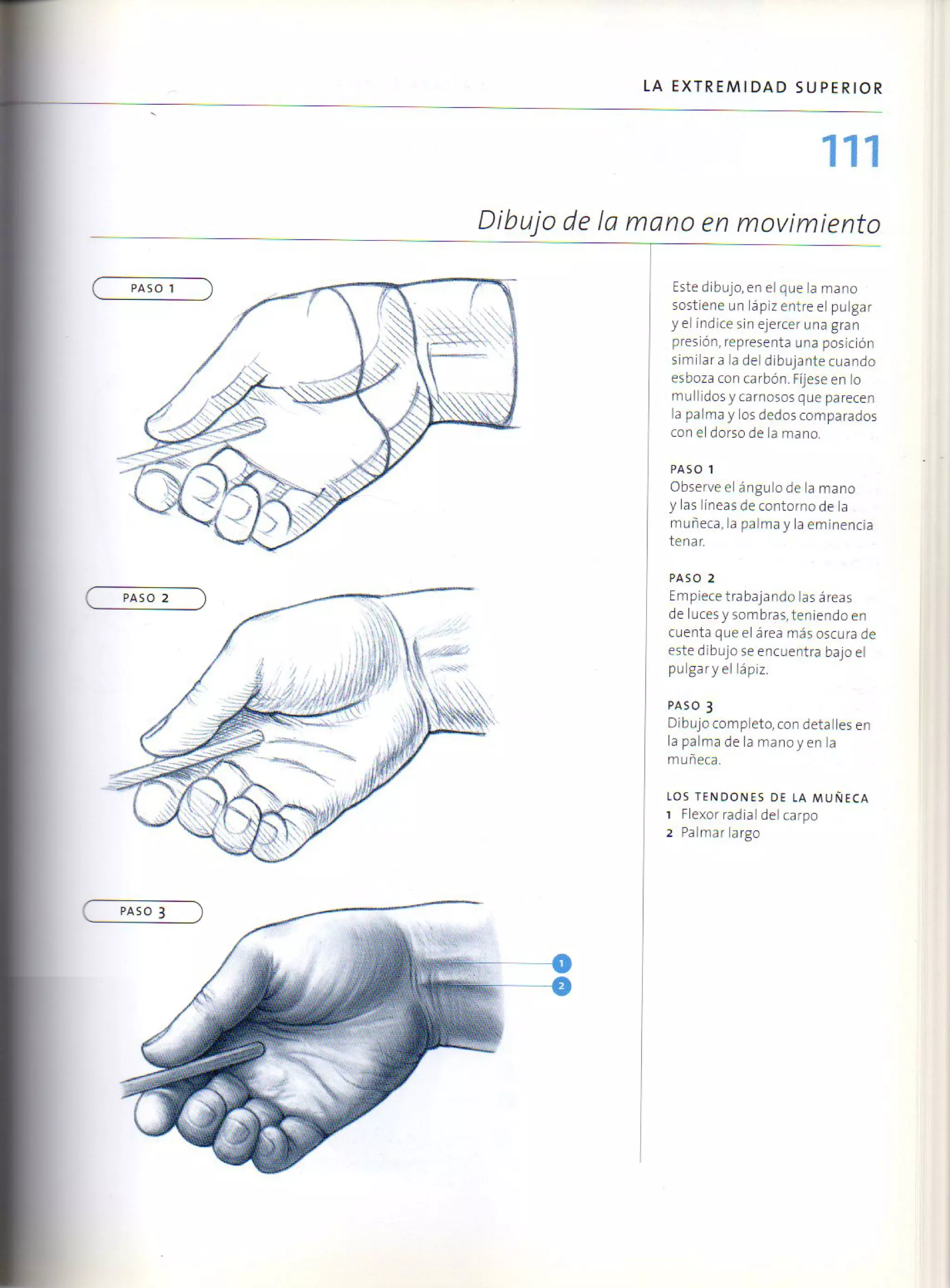(Daniel carter) anatomia para el artista