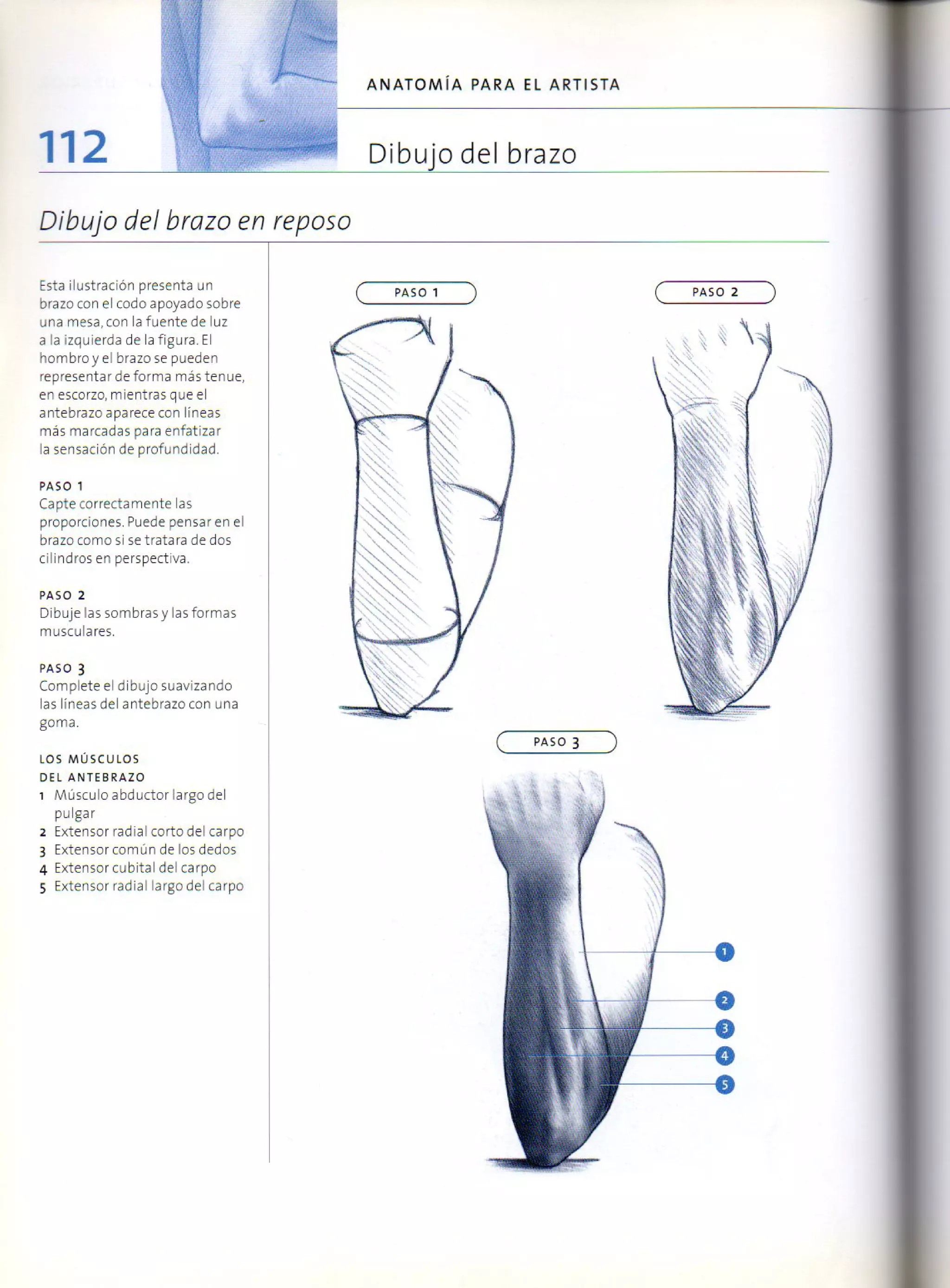 (Daniel carter) anatomia para el artista