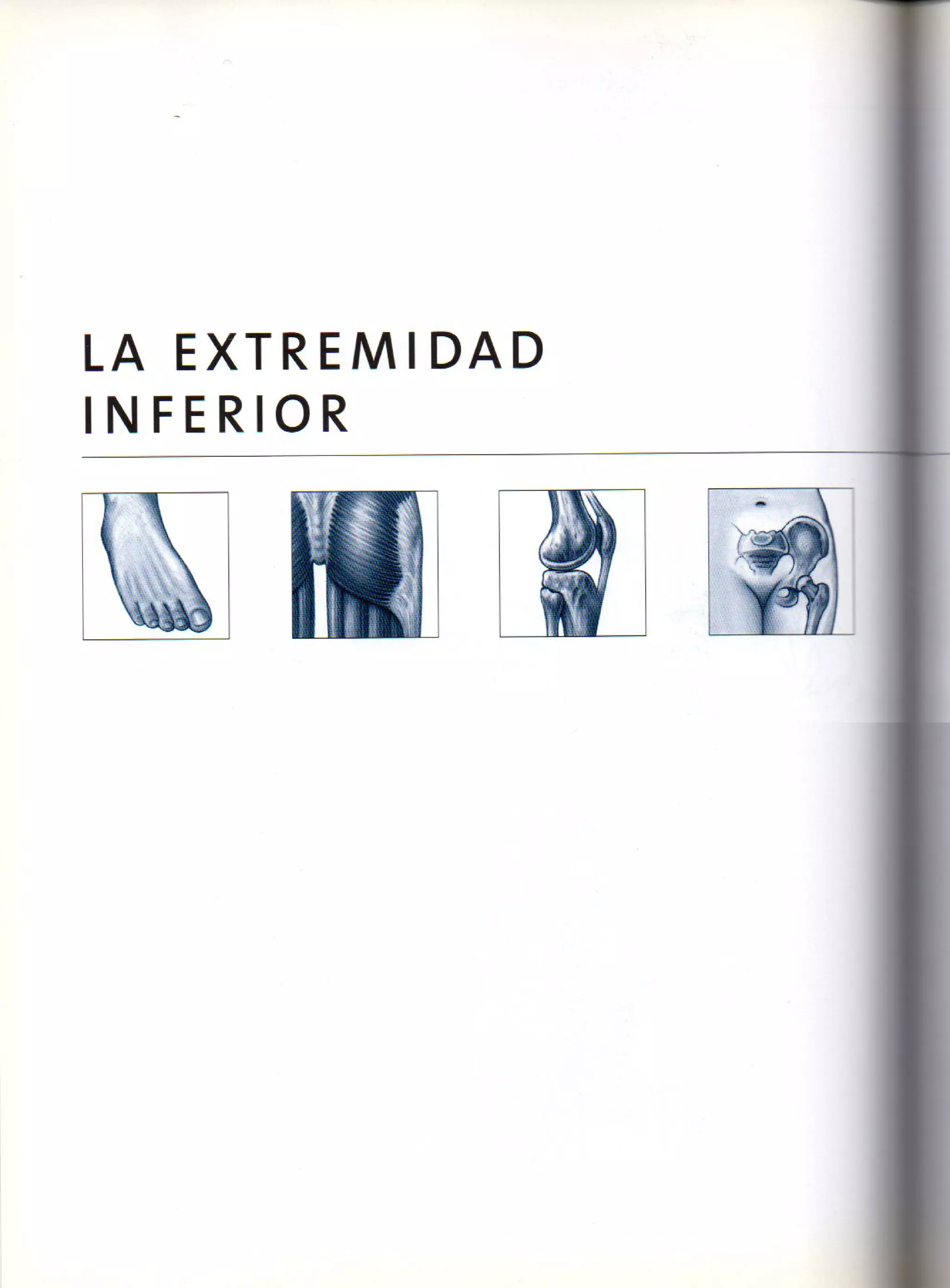 (Daniel carter) anatomia para el artista