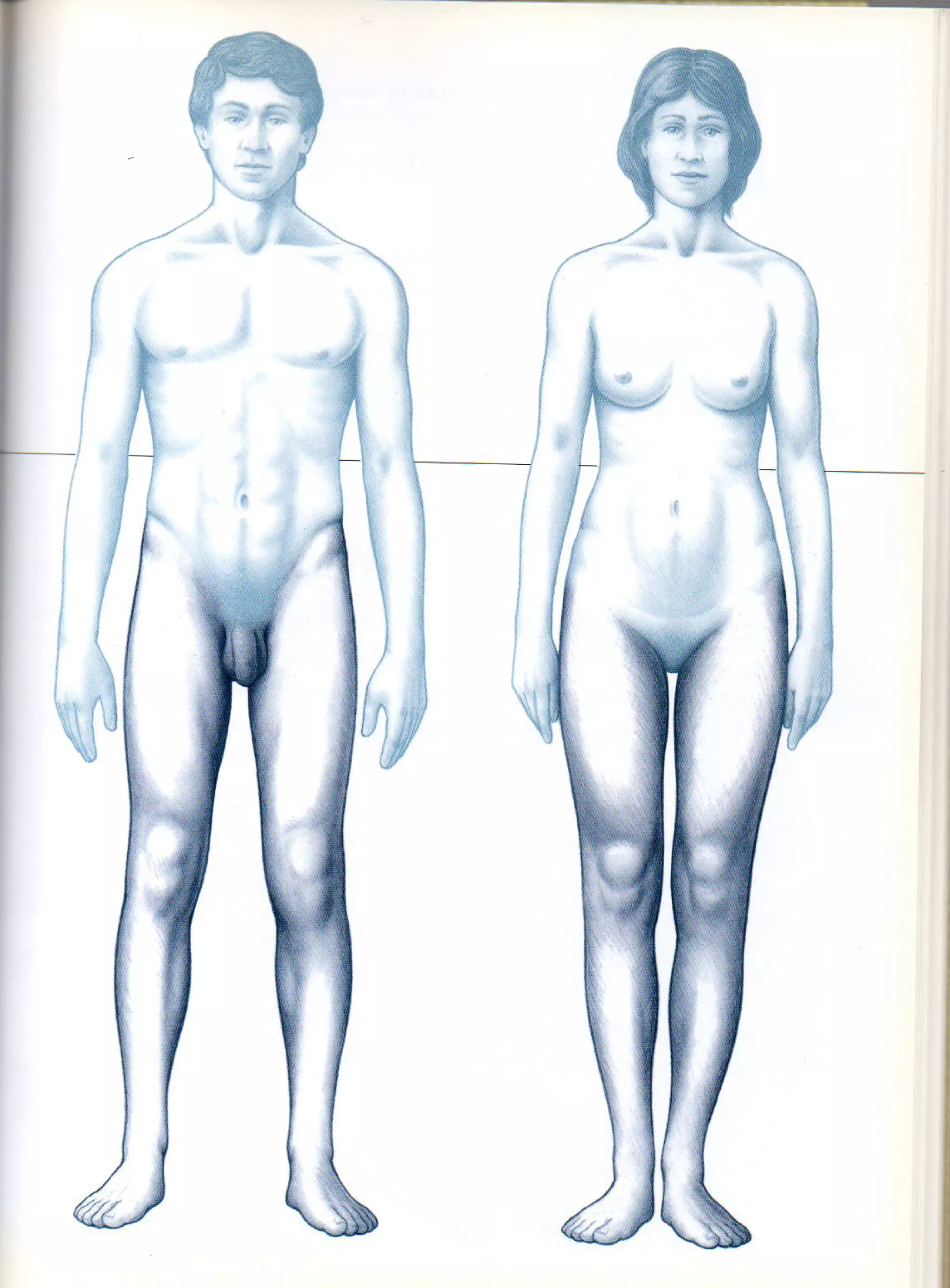 (Daniel carter) anatomia para el artista