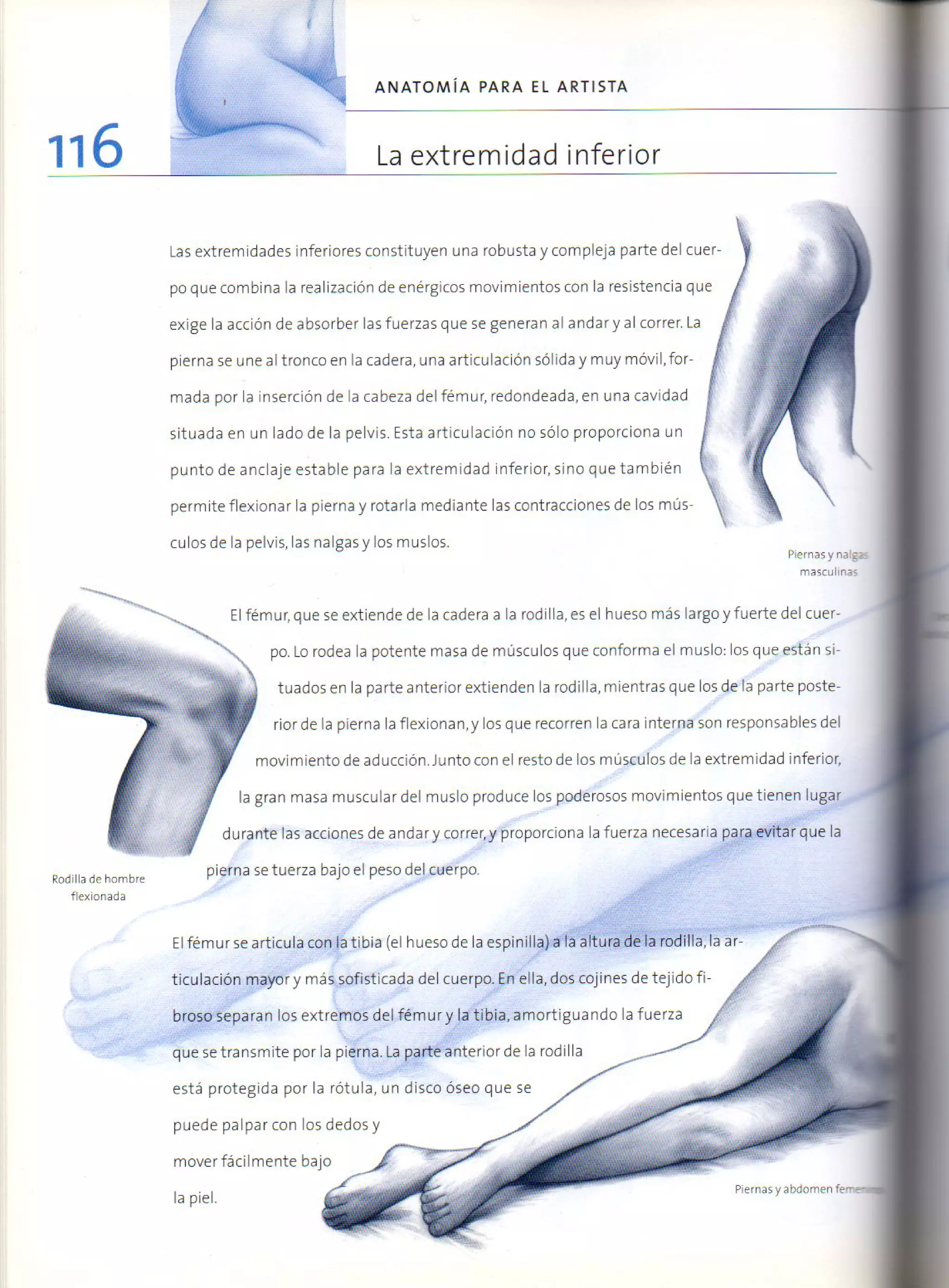 (Daniel carter) anatomia para el artista