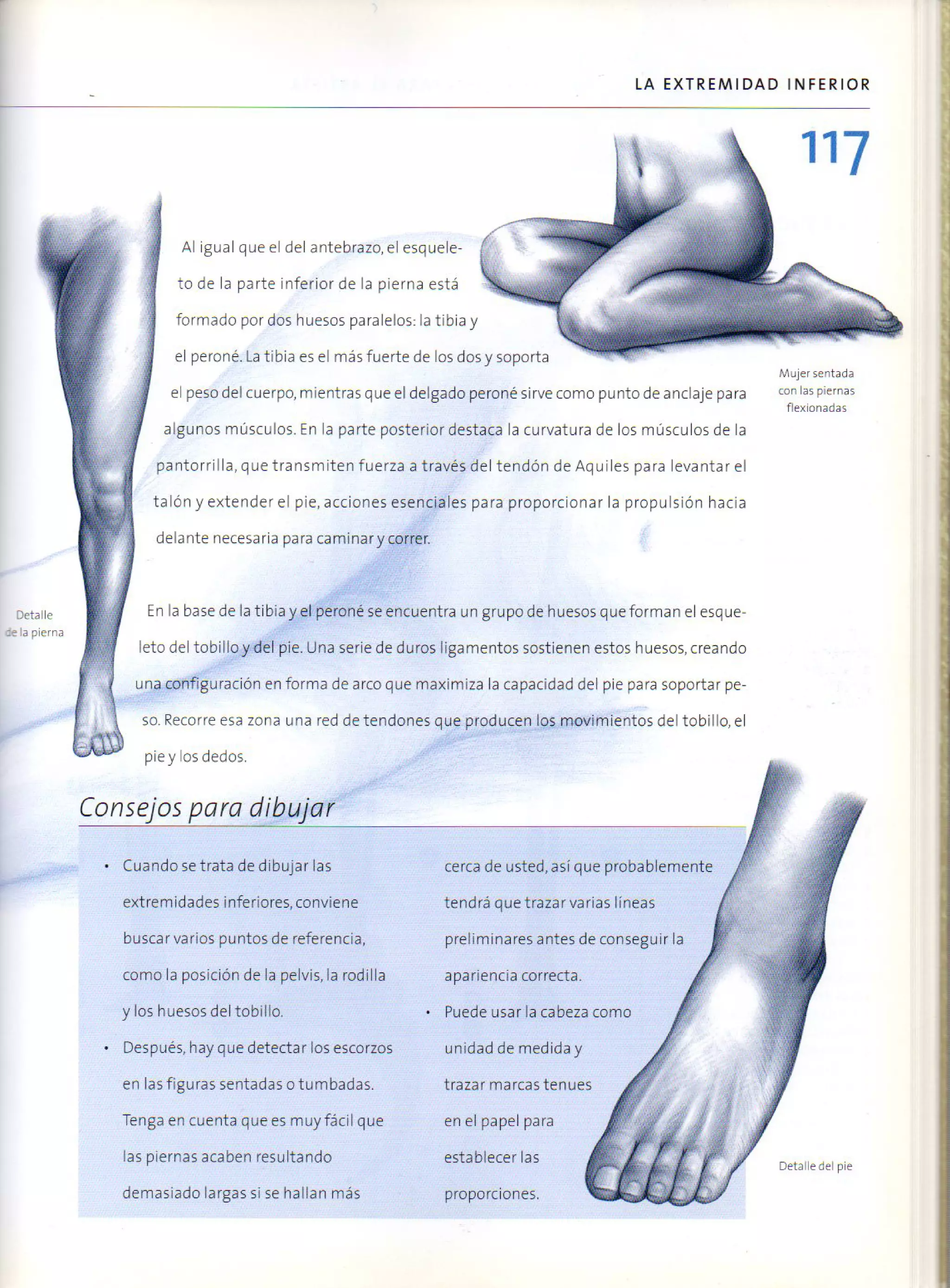 (Daniel carter) anatomia para el artista