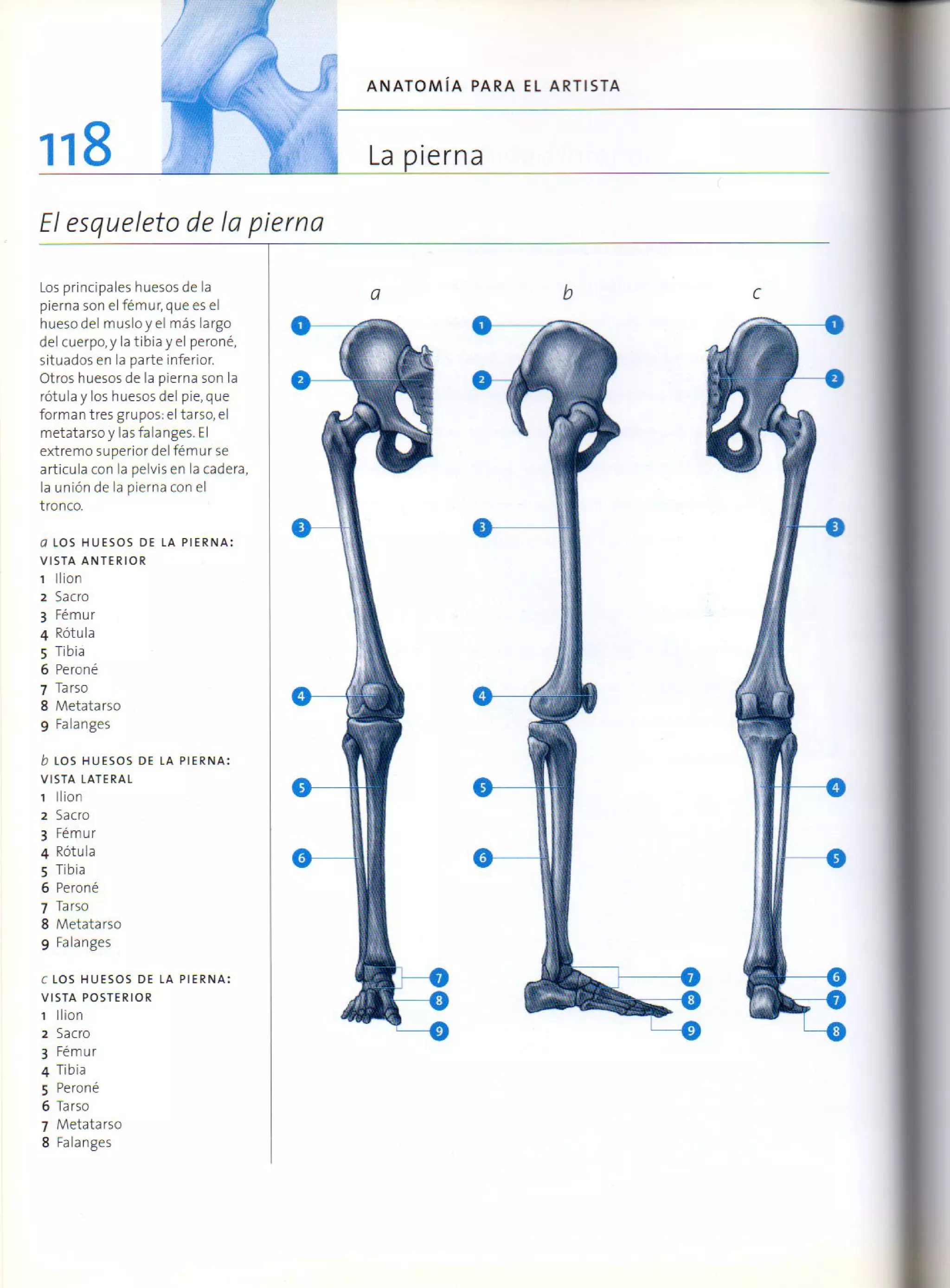 (Daniel carter) anatomia para el artista