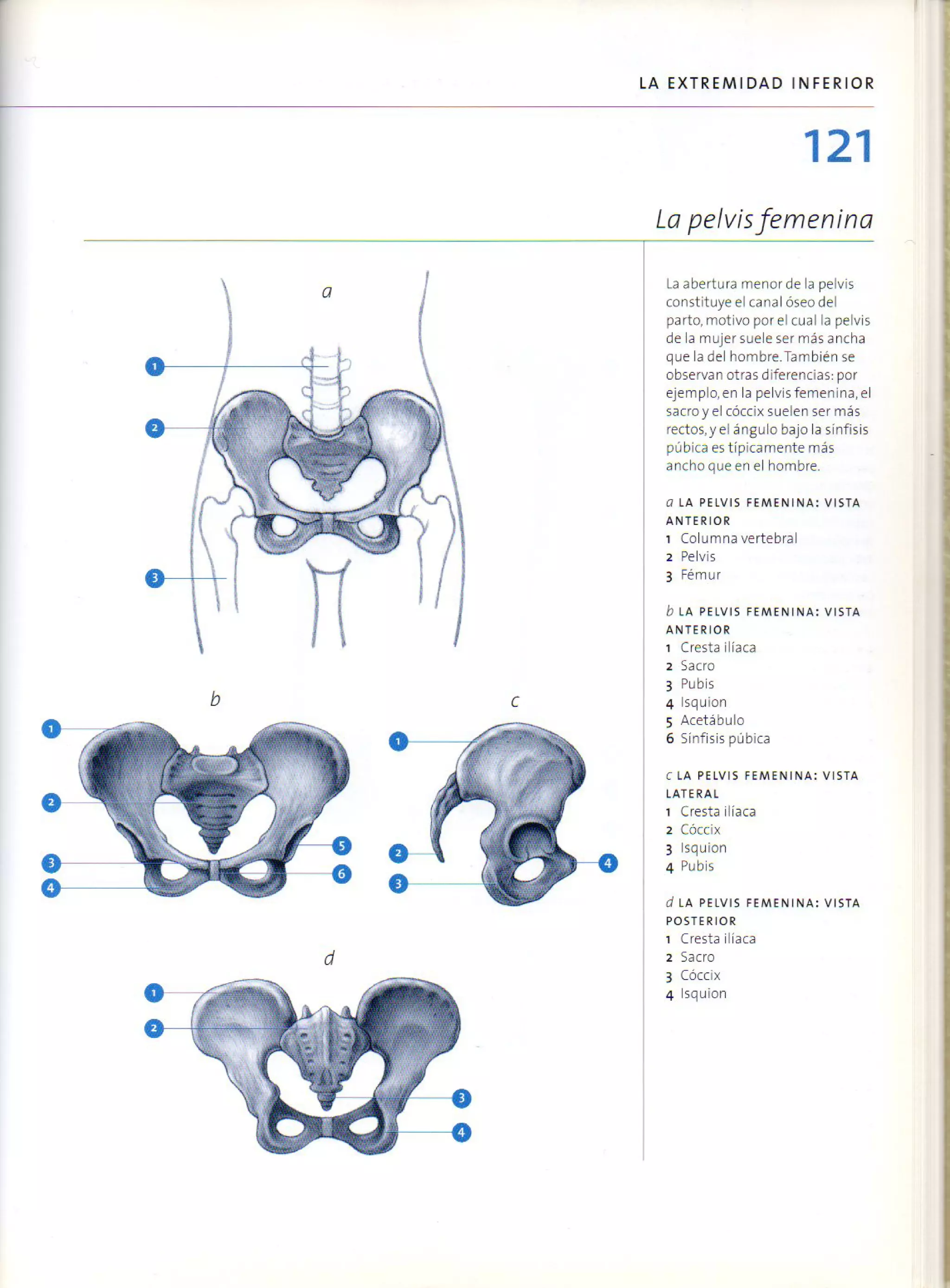 (Daniel carter) anatomia para el artista