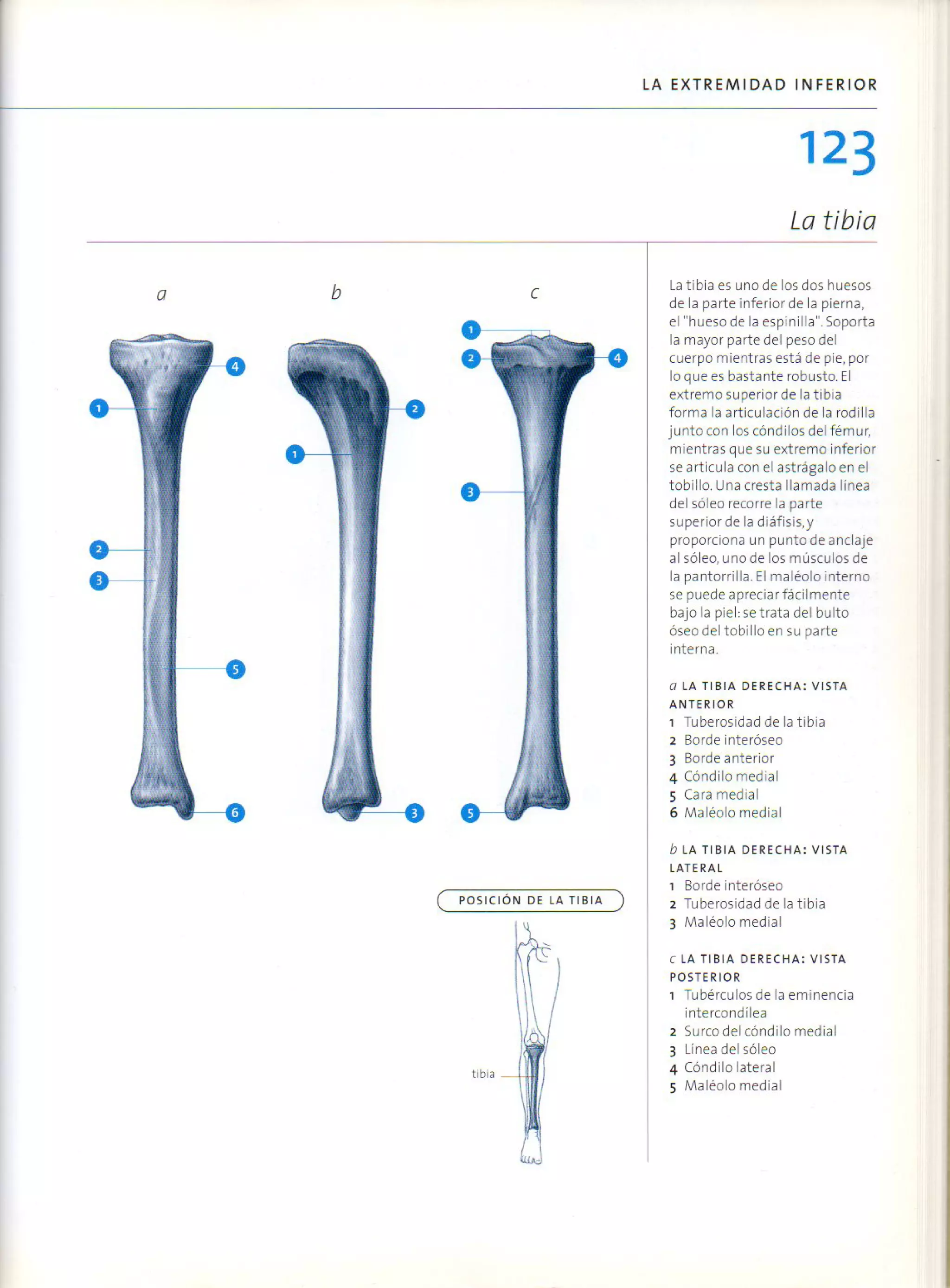 (Daniel carter) anatomia para el artista
