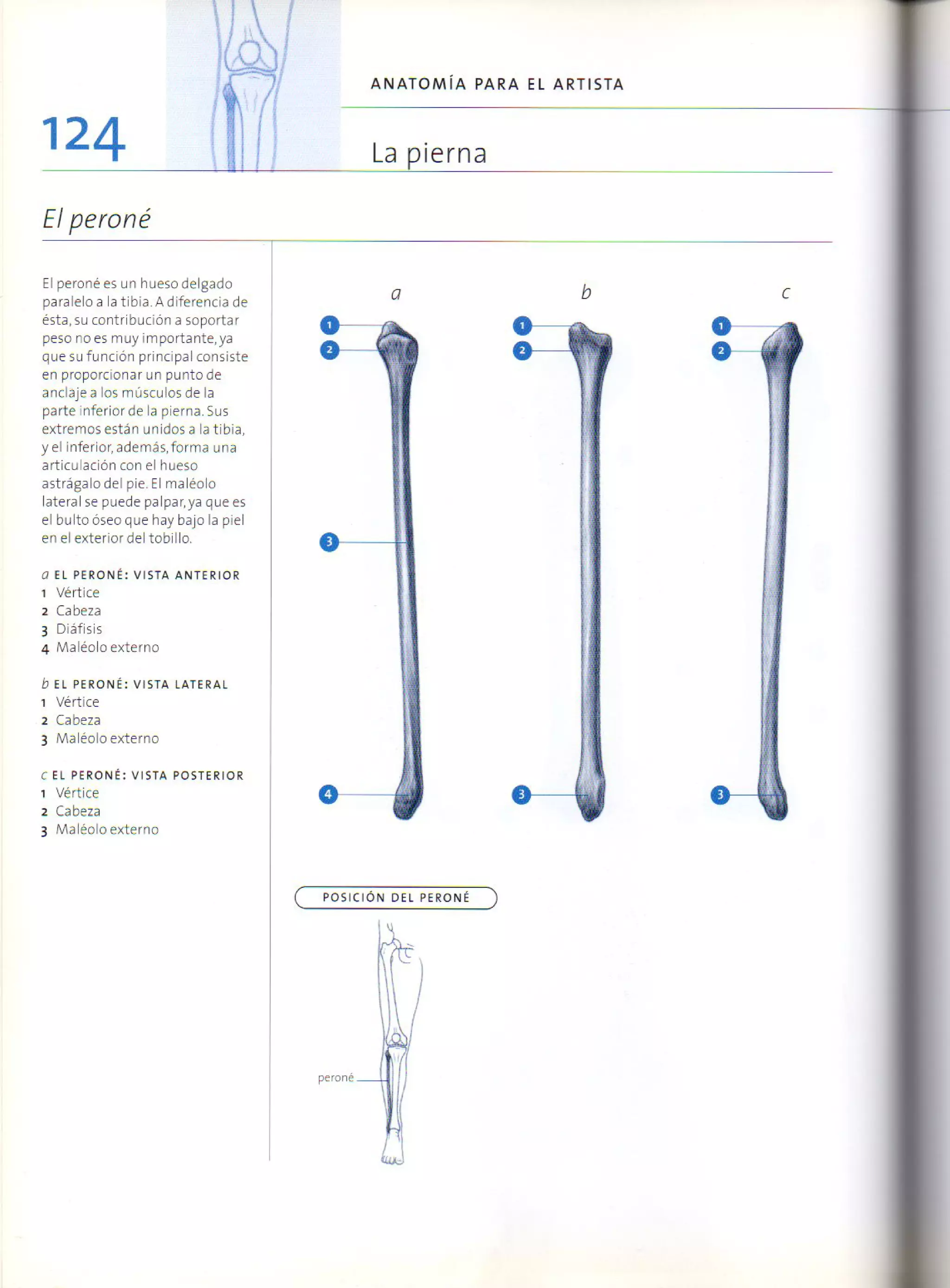 (Daniel carter) anatomia para el artista