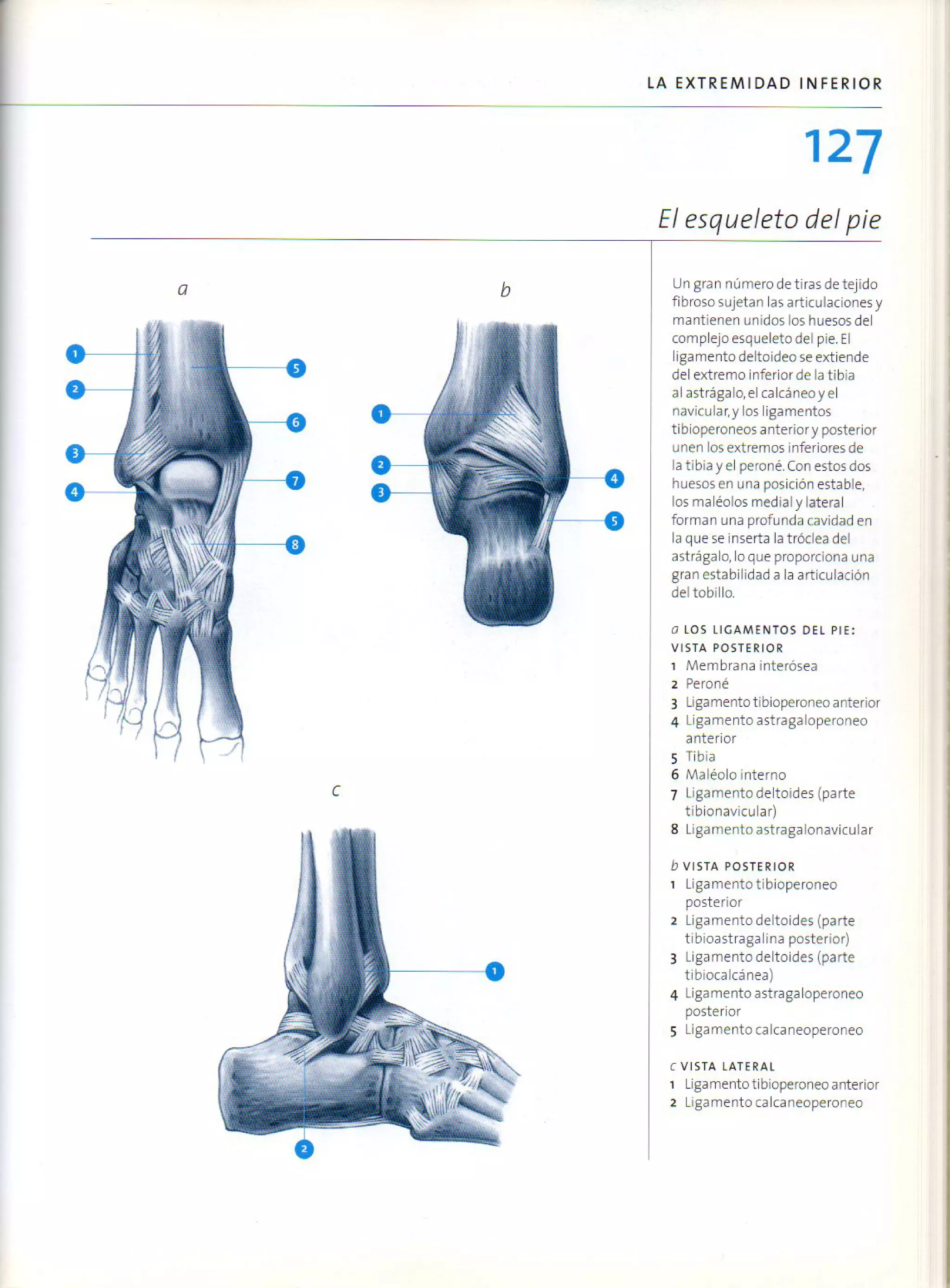 (Daniel carter) anatomia para el artista