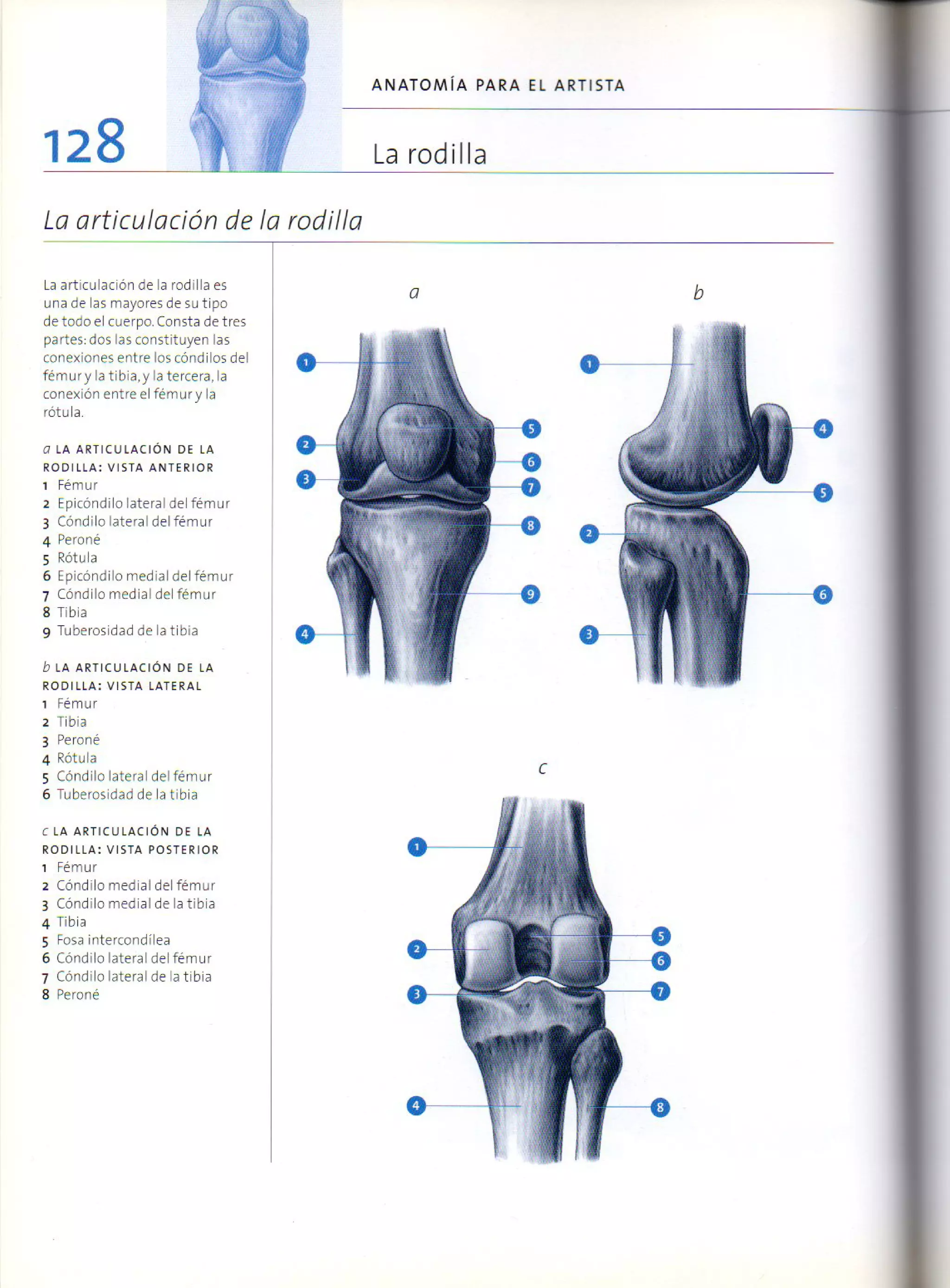 (Daniel carter) anatomia para el artista