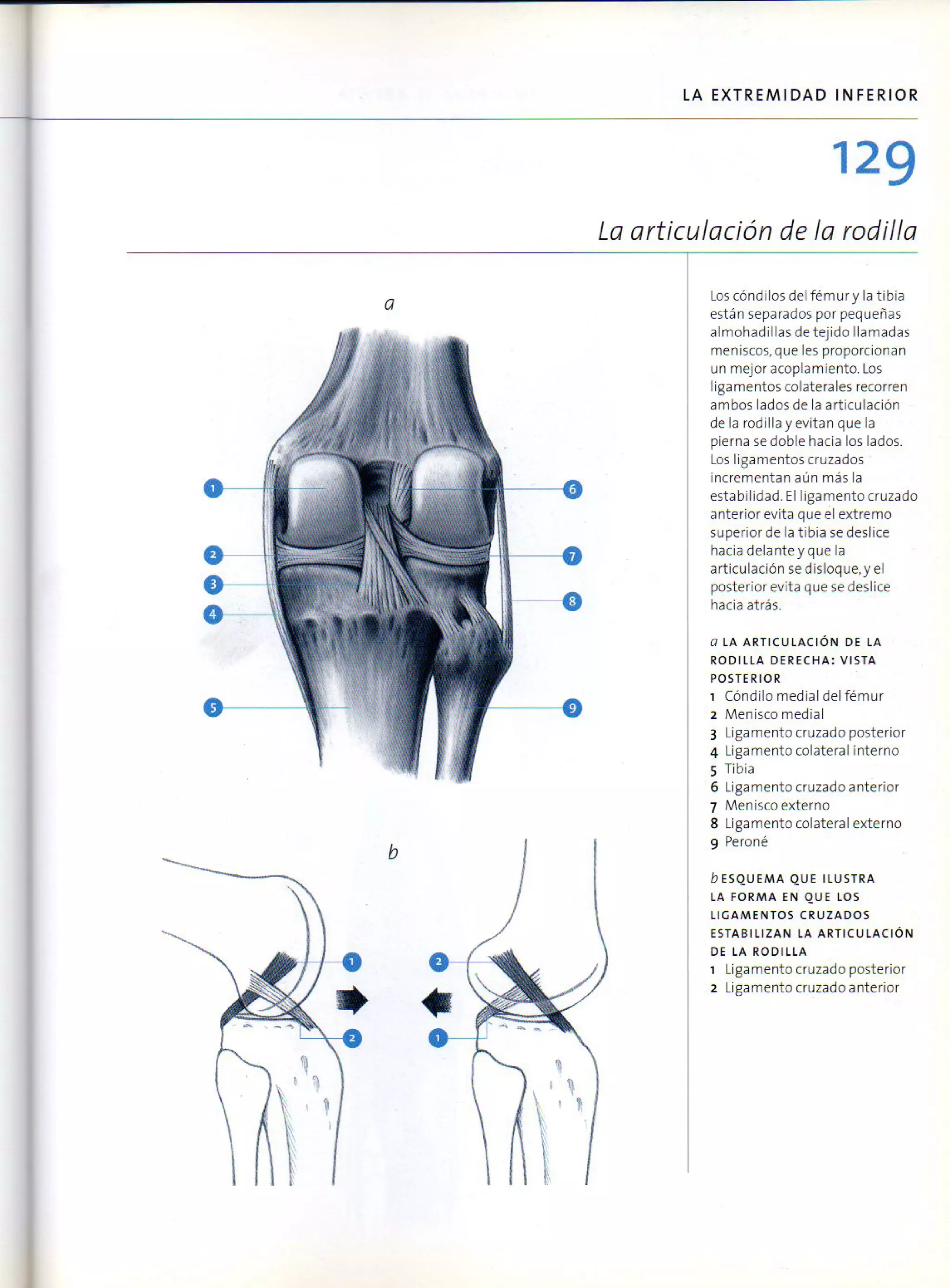 (Daniel carter) anatomia para el artista
