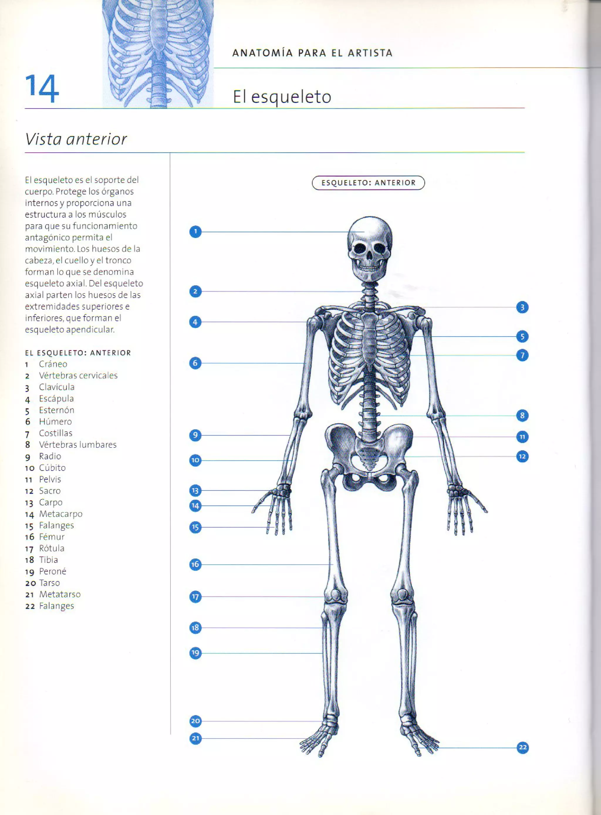 (Daniel carter) anatomia para el artista