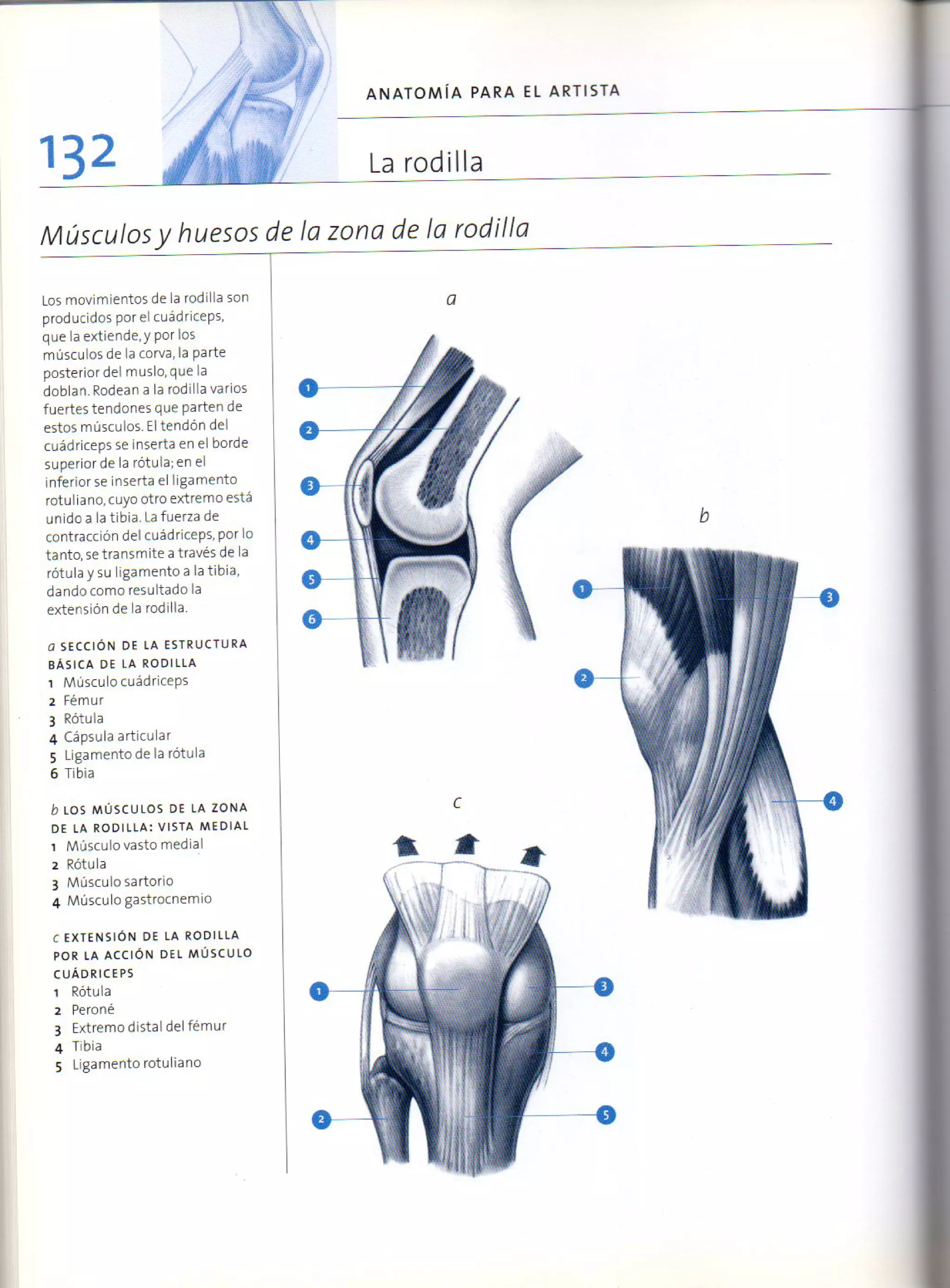 (Daniel carter) anatomia para el artista