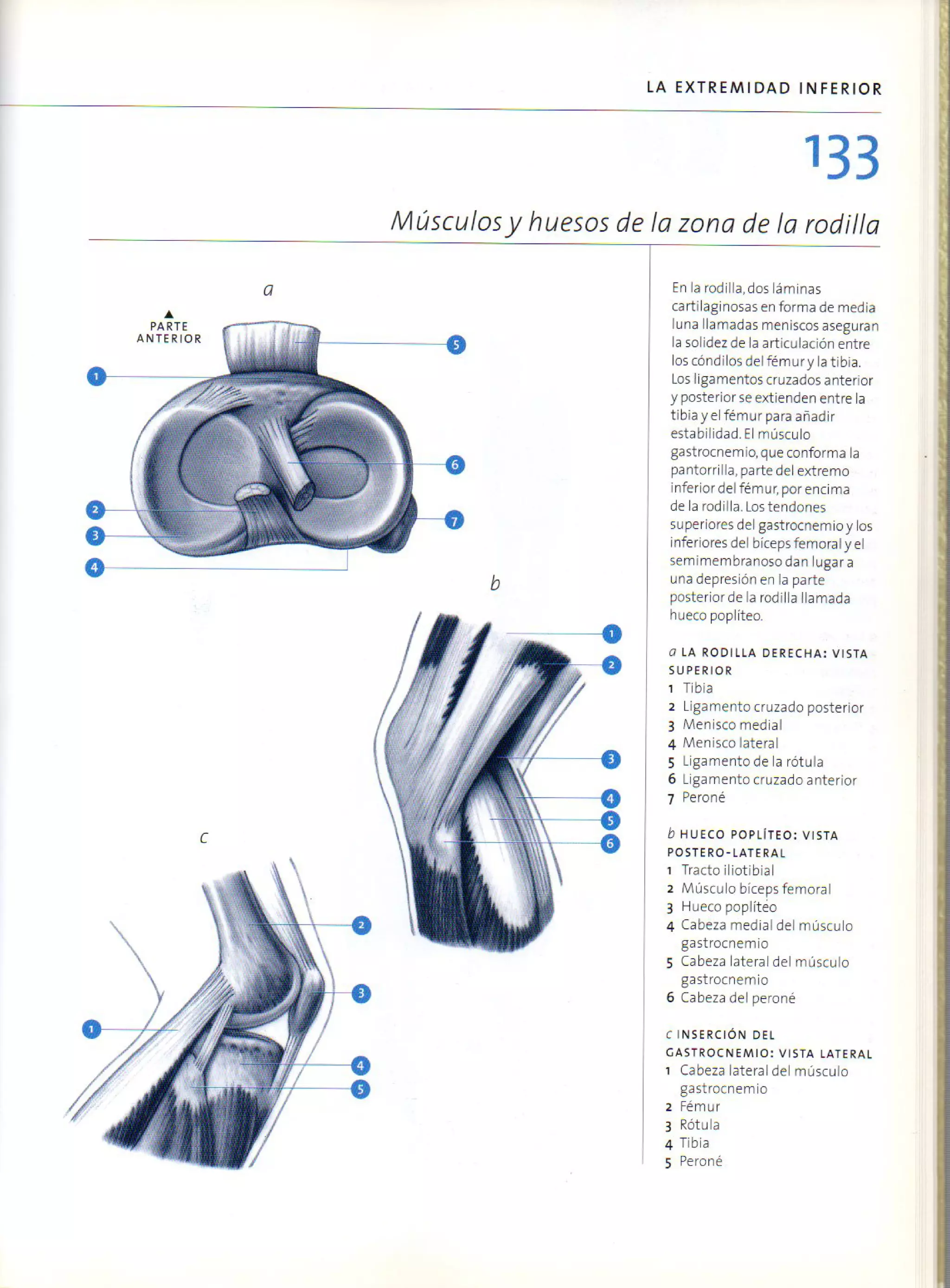 (Daniel carter) anatomia para el artista