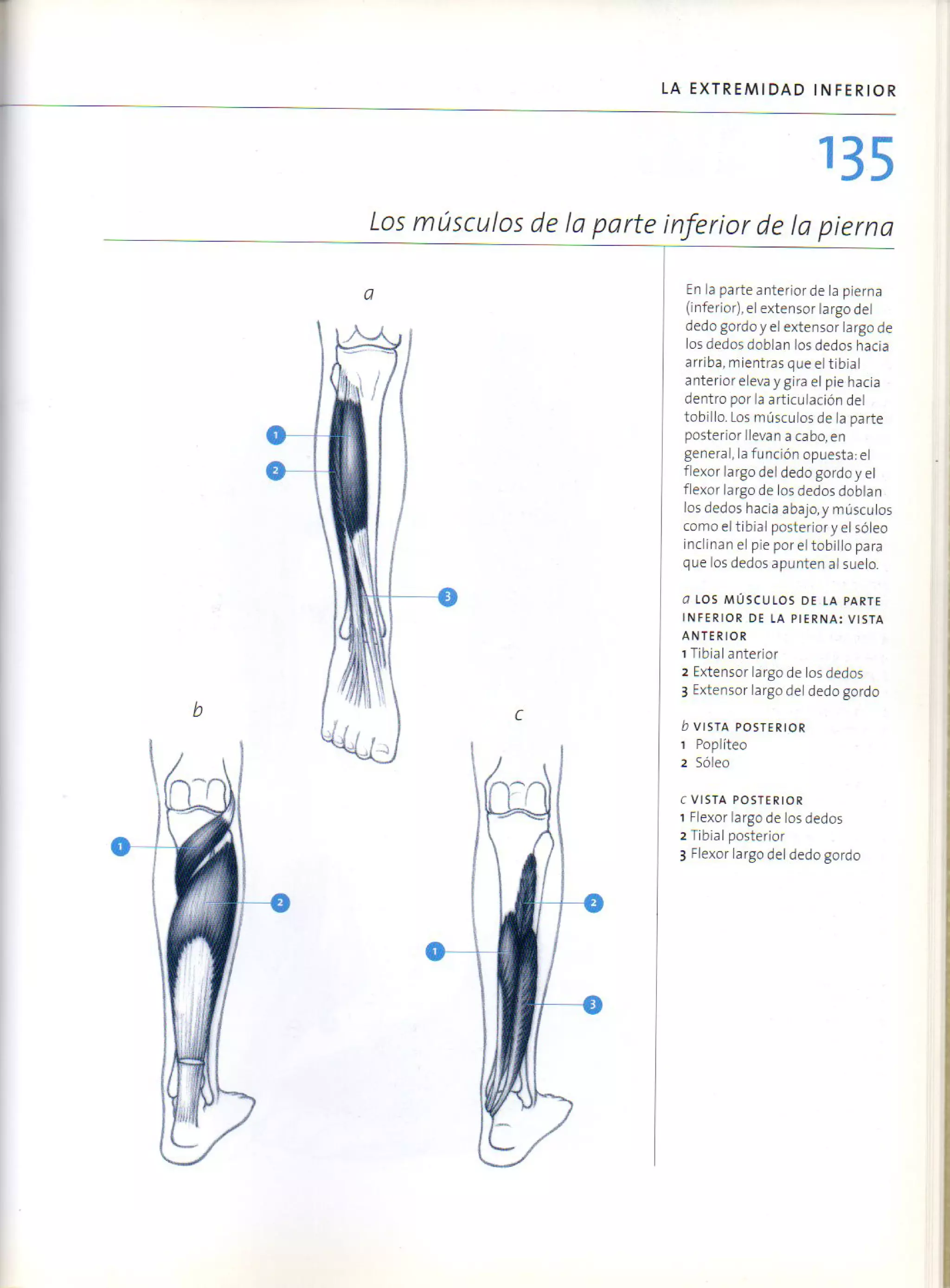 (Daniel carter) anatomia para el artista