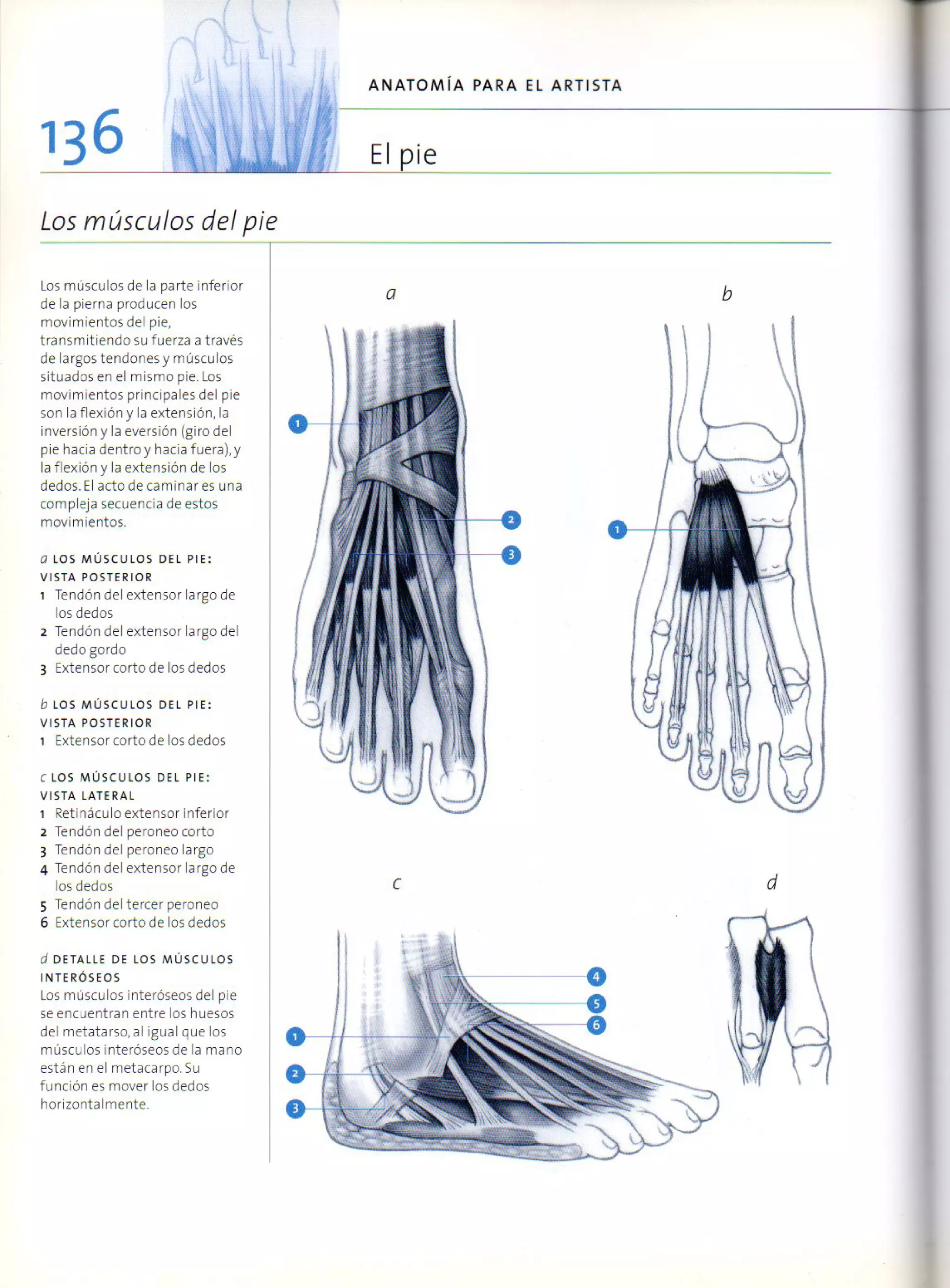 (Daniel carter) anatomia para el artista