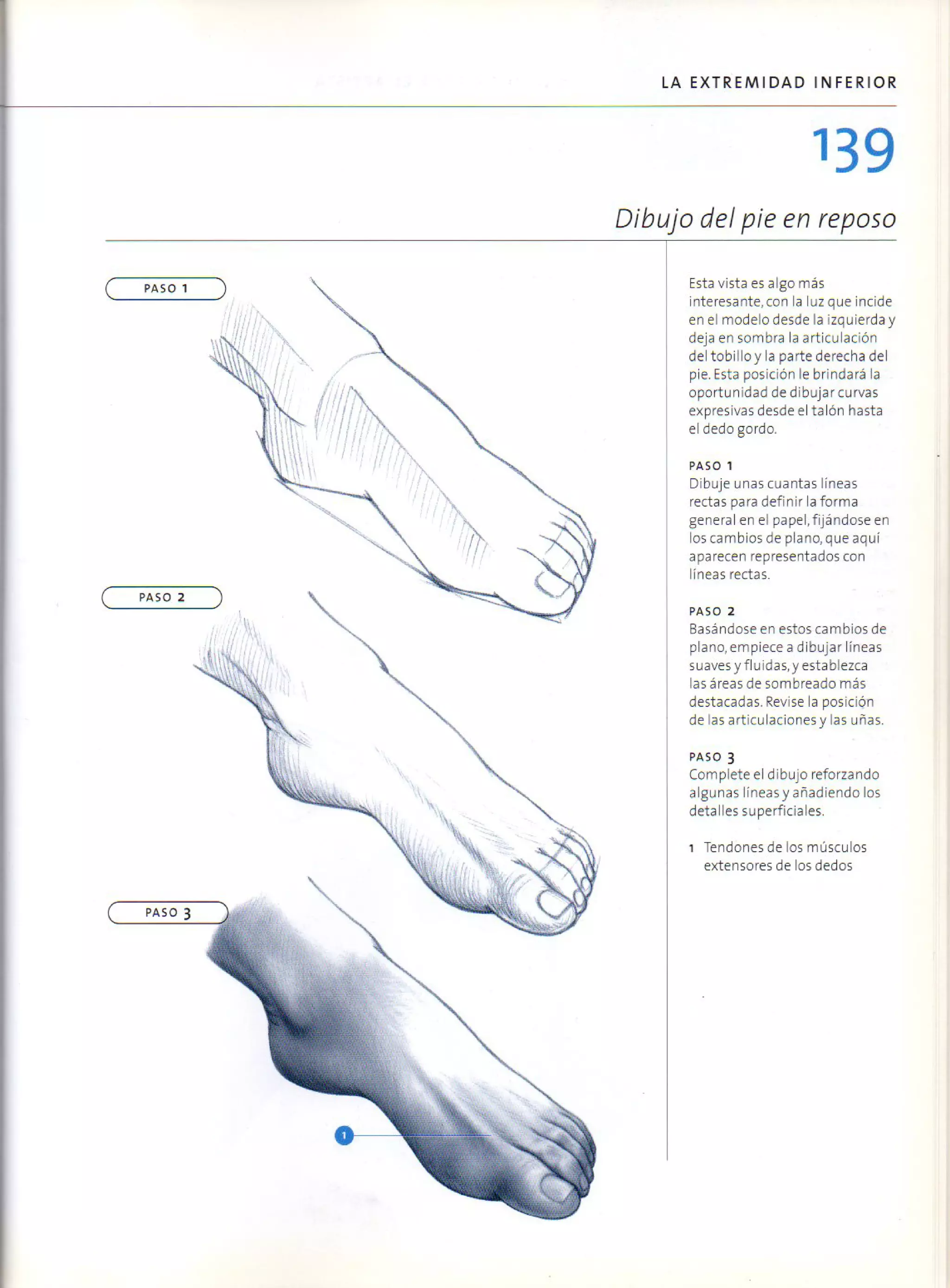 (Daniel carter) anatomia para el artista