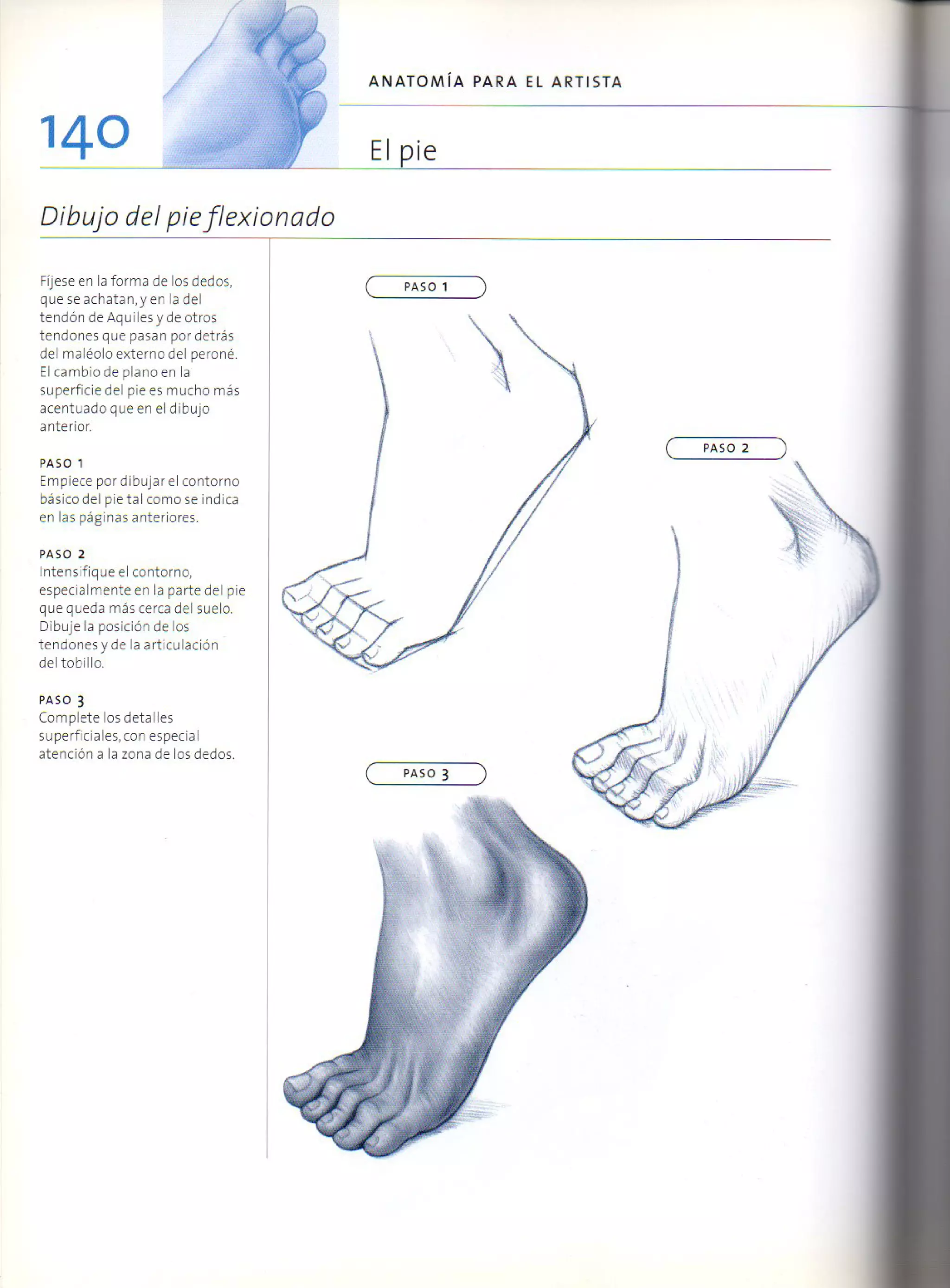 (Daniel carter) anatomia para el artista
