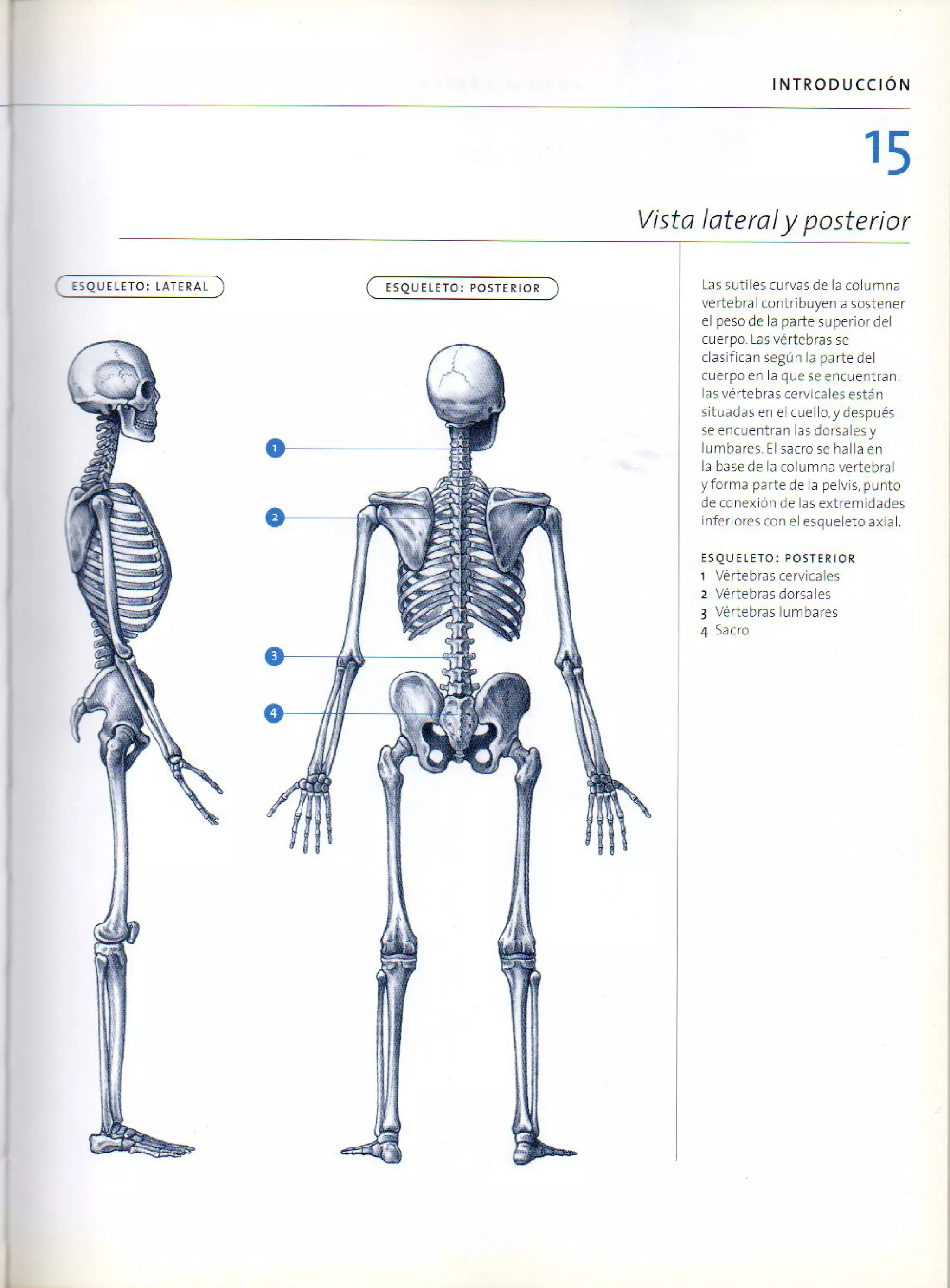 (Daniel carter) anatomia para el artista