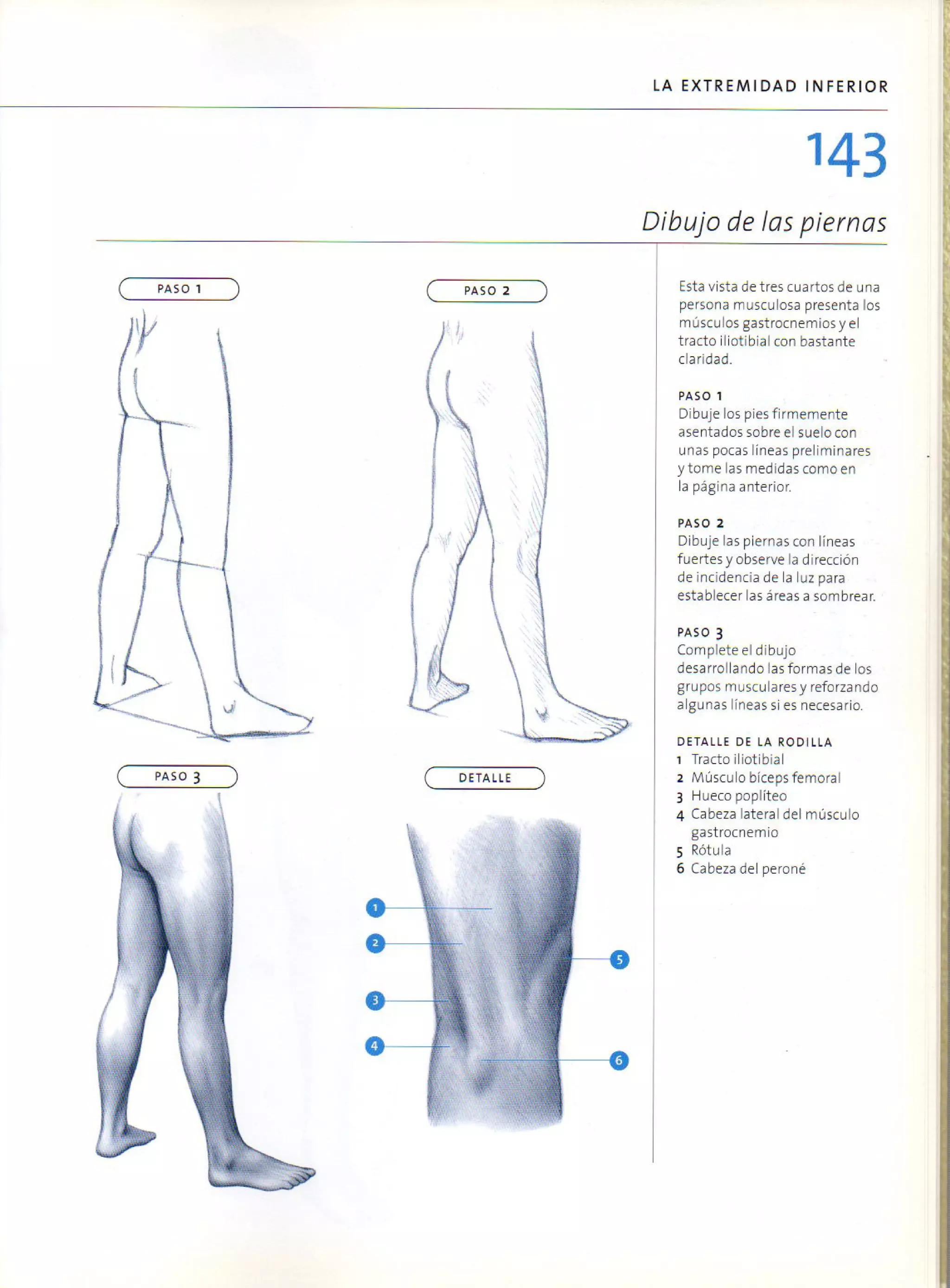 (Daniel carter) anatomia para el artista
