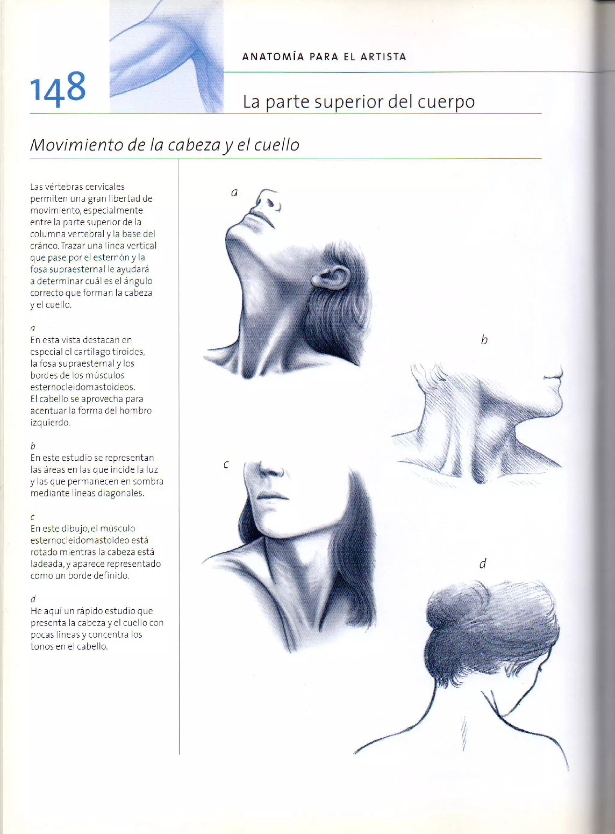 (Daniel carter) anatomia para el artista