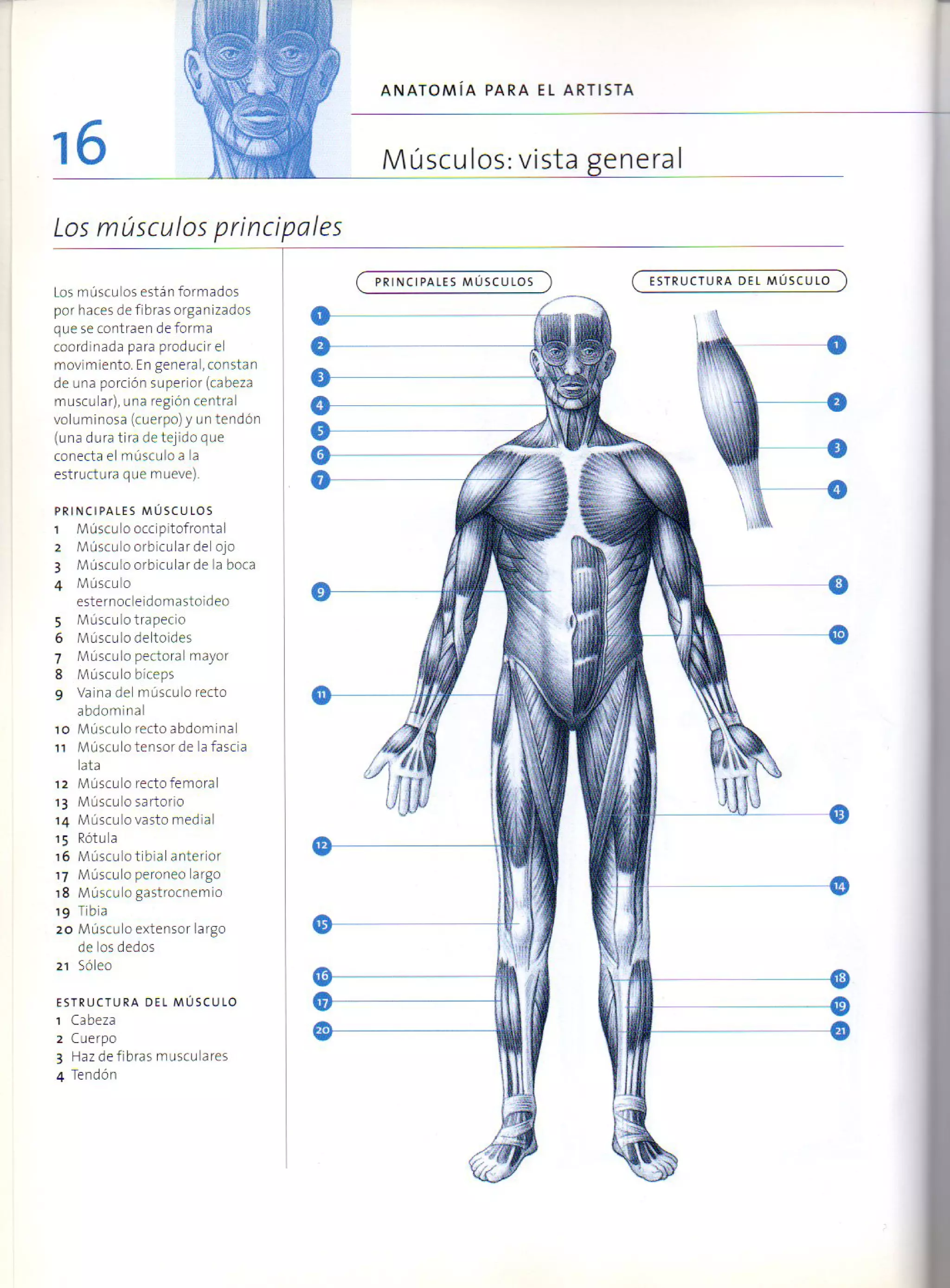 (Daniel carter) anatomia para el artista