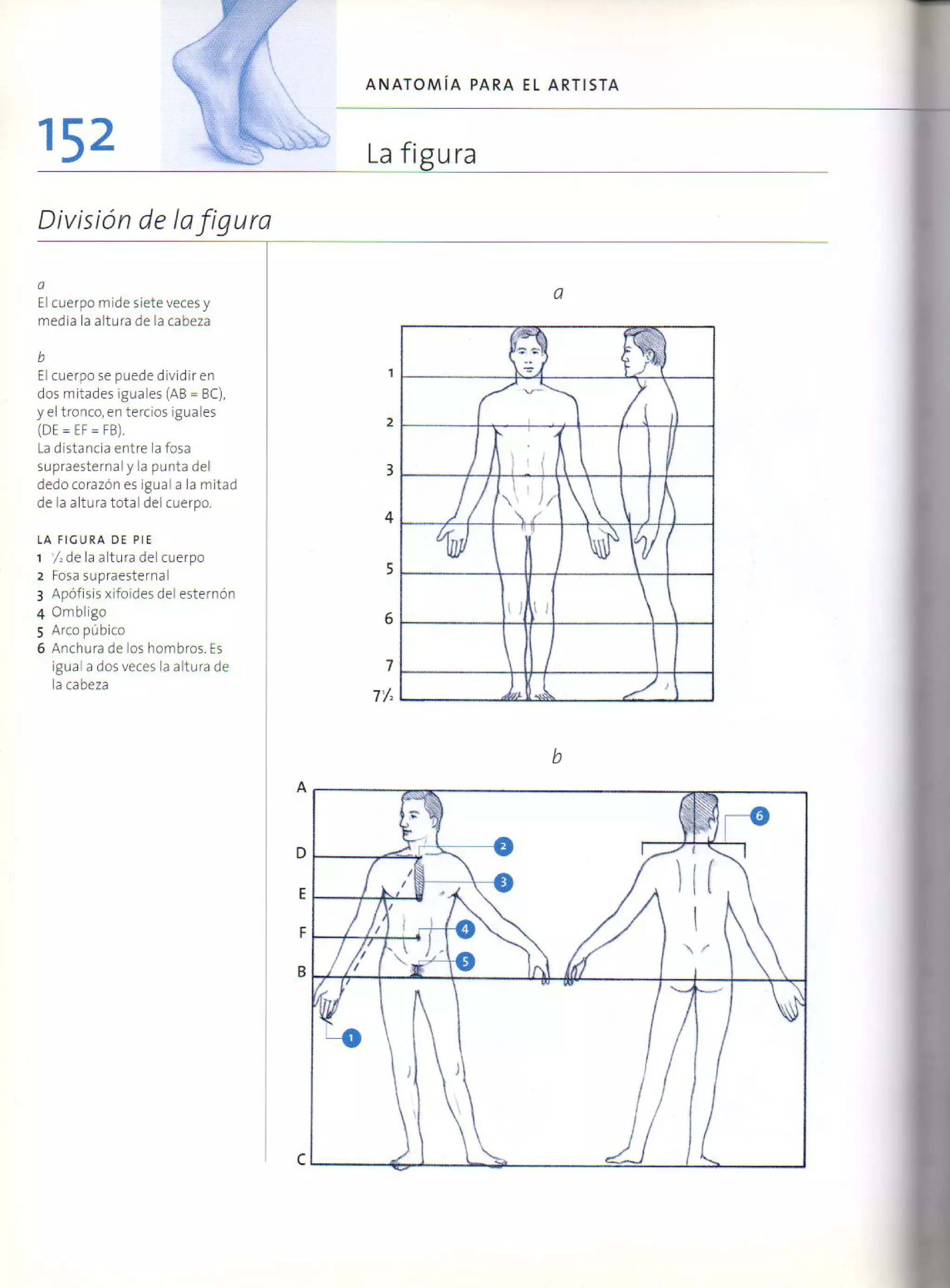 (Daniel carter) anatomia para el artista