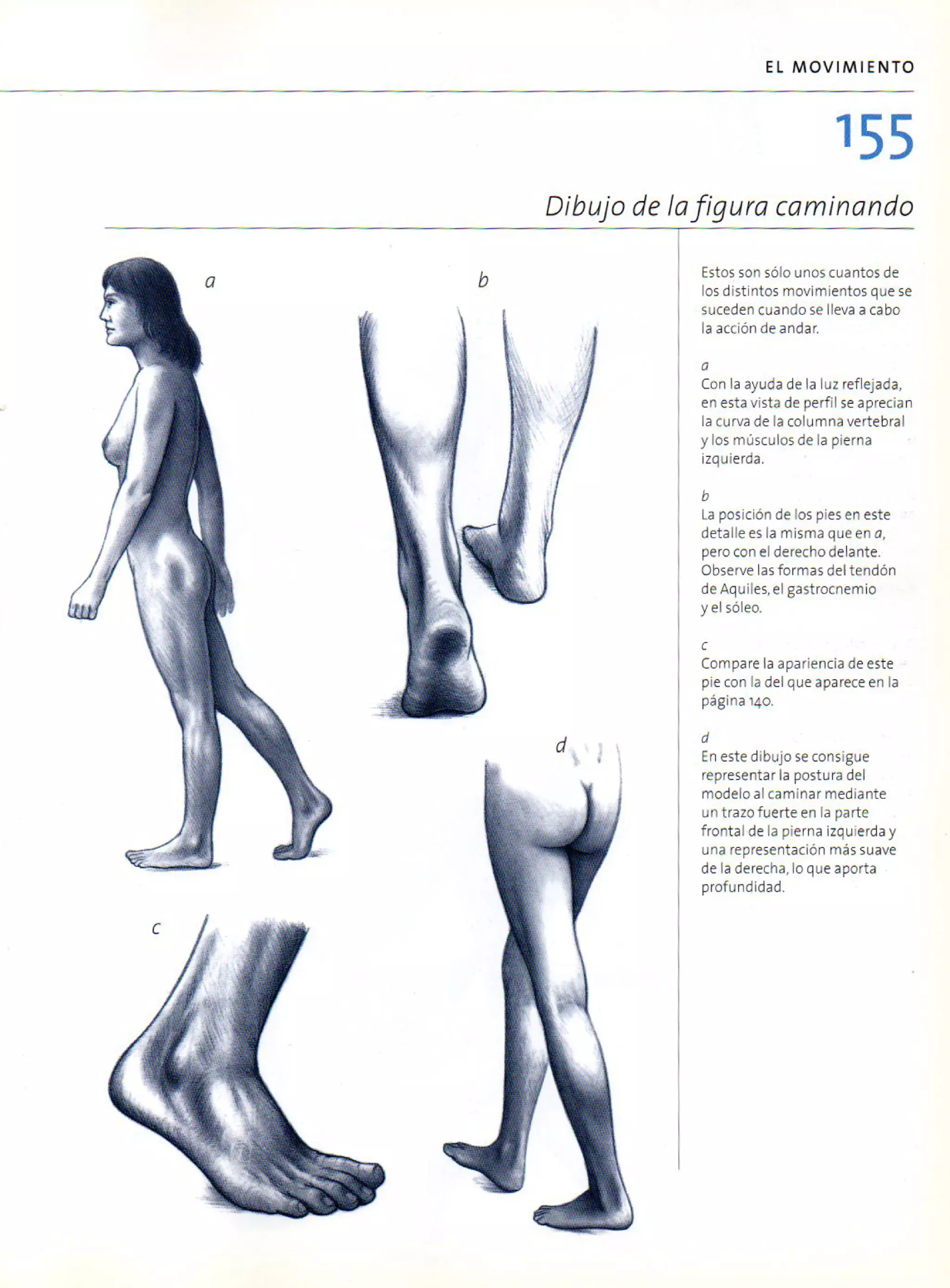 (Daniel carter) anatomia para el artista