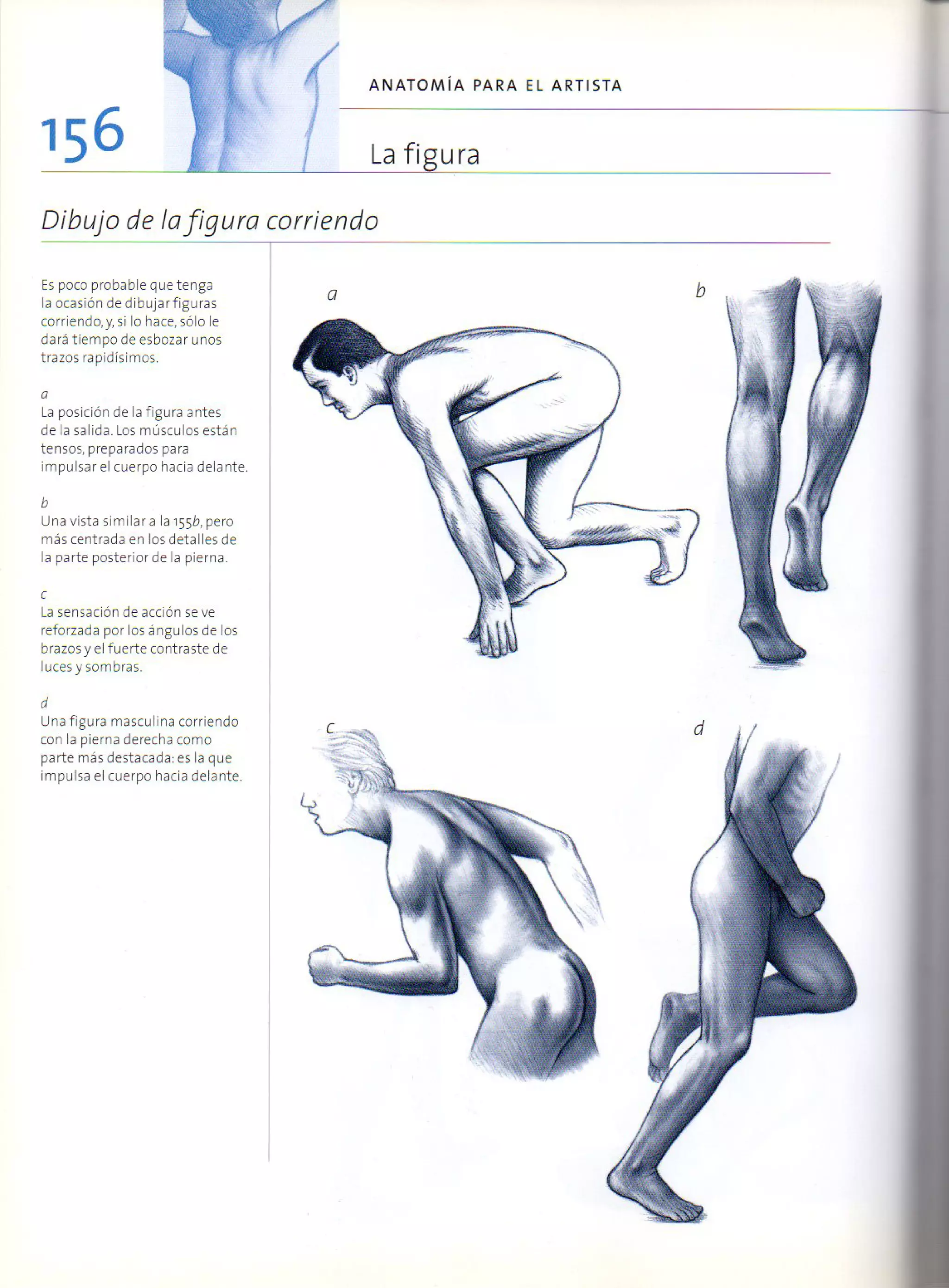 (Daniel carter) anatomia para el artista