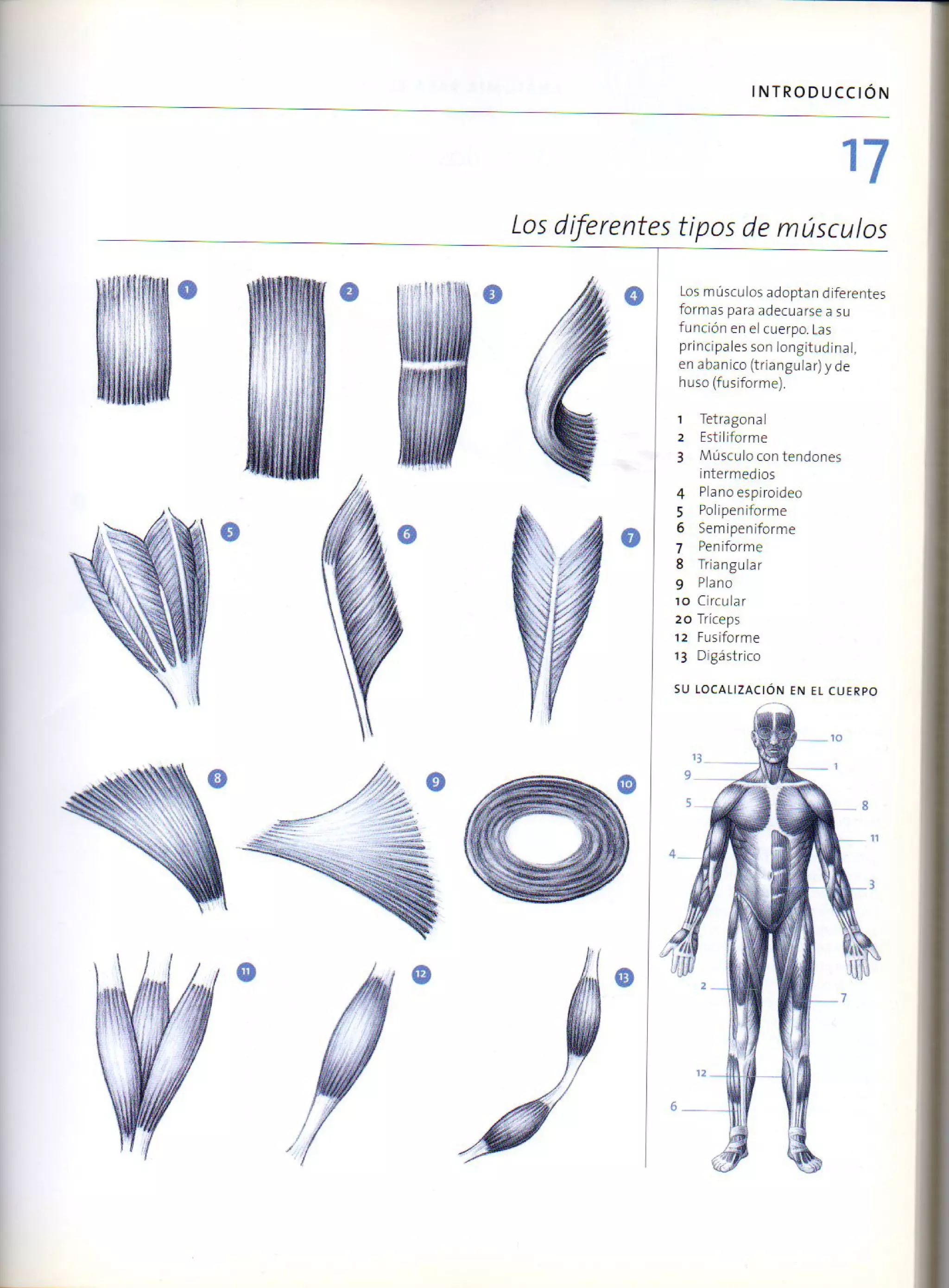 (Daniel carter) anatomia para el artista