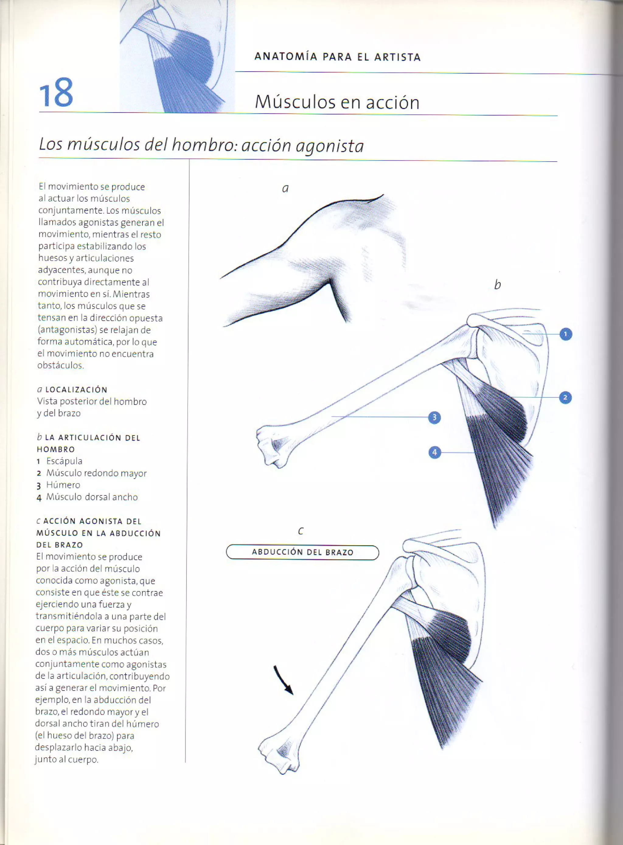 (Daniel carter) anatomia para el artista