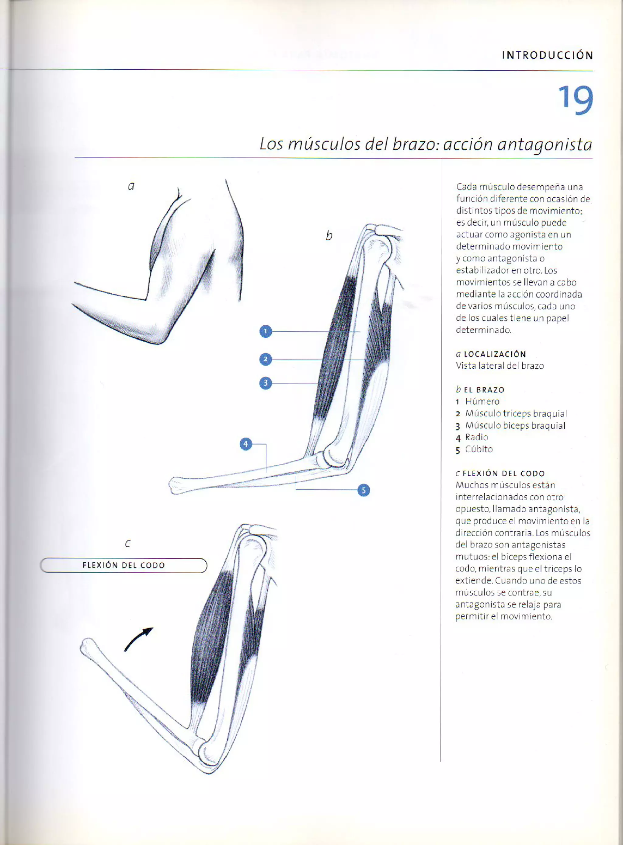 (Daniel carter) anatomia para el artista