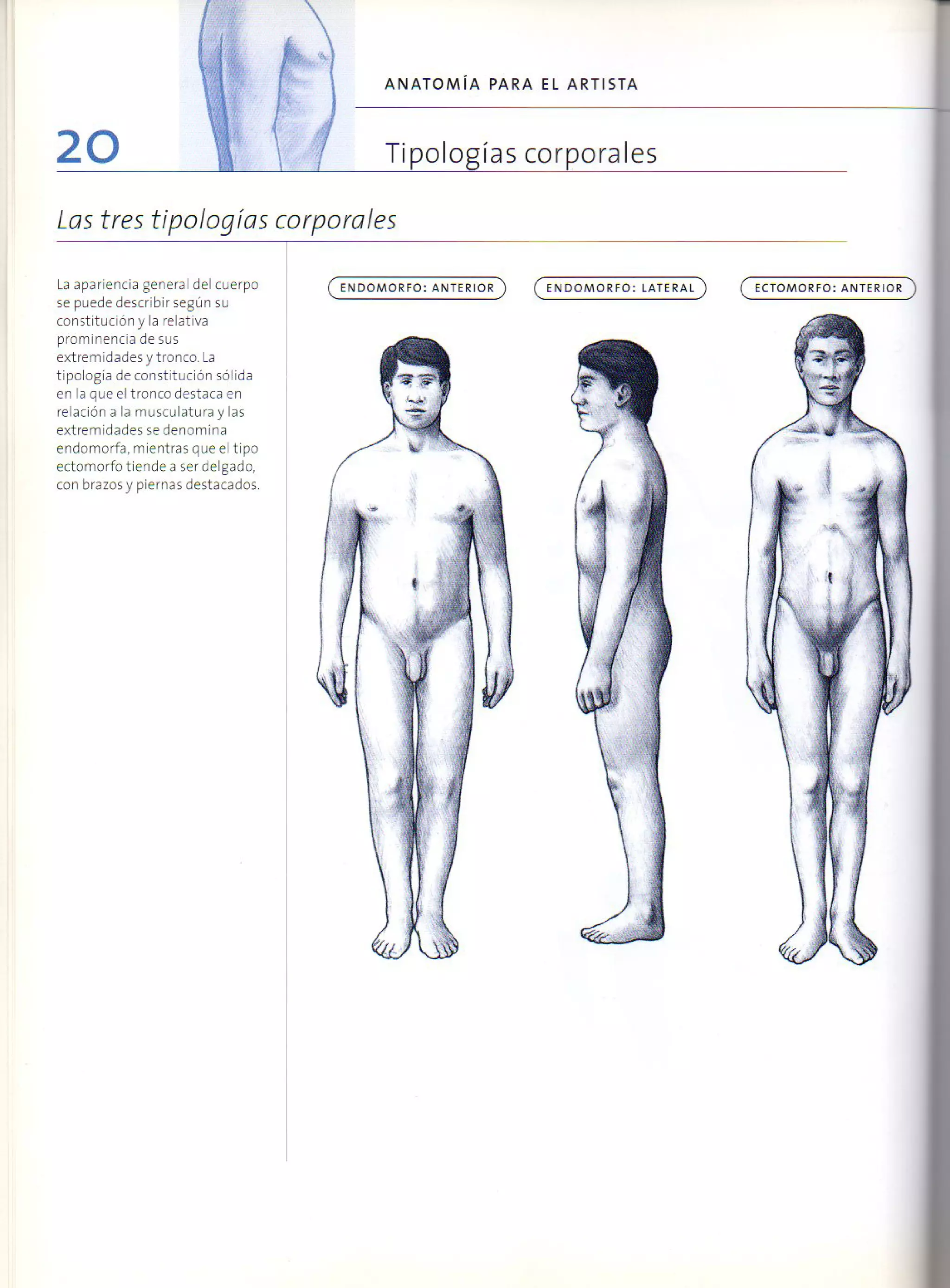 (Daniel carter) anatomia para el artista