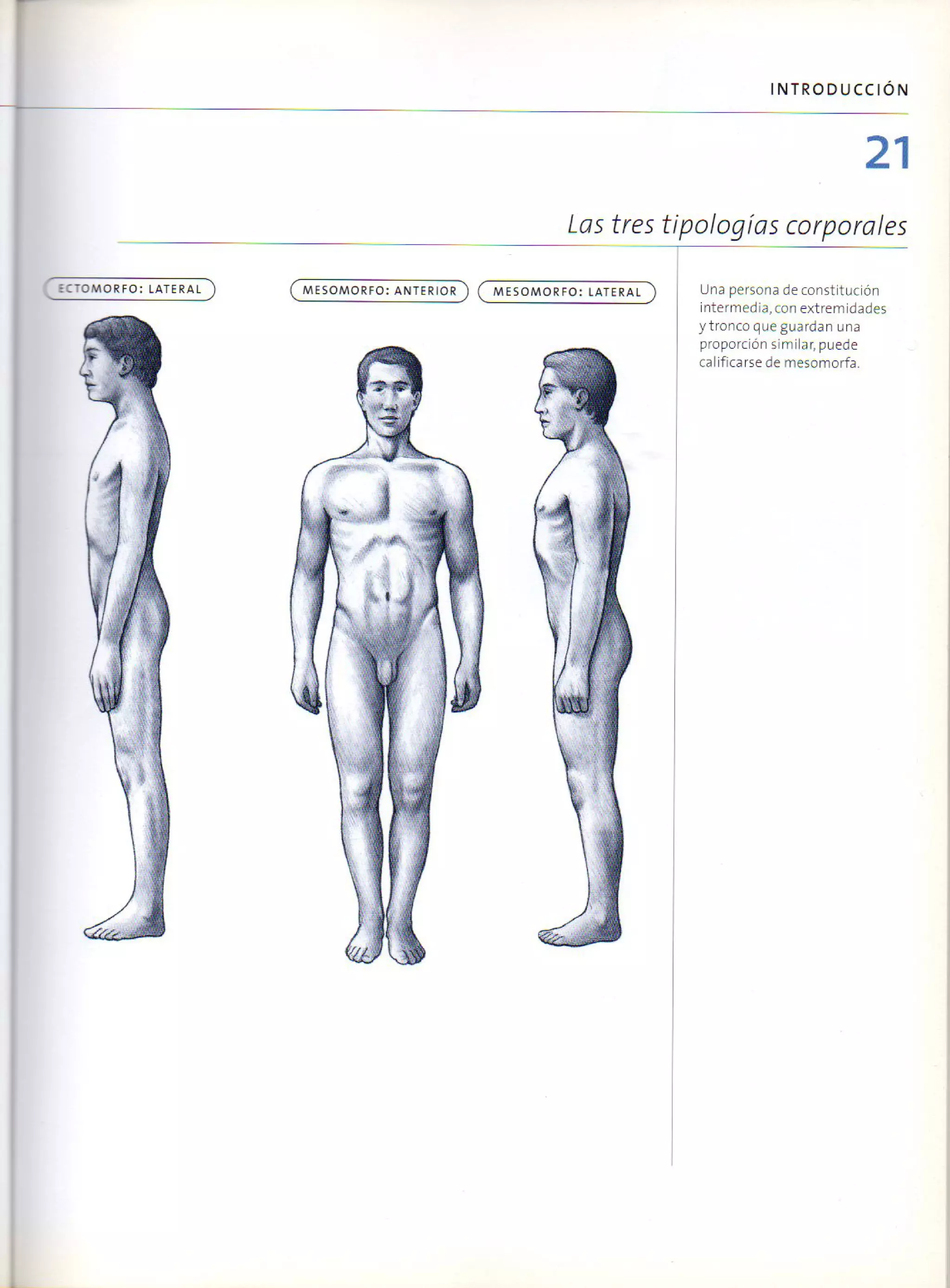 (Daniel carter) anatomia para el artista